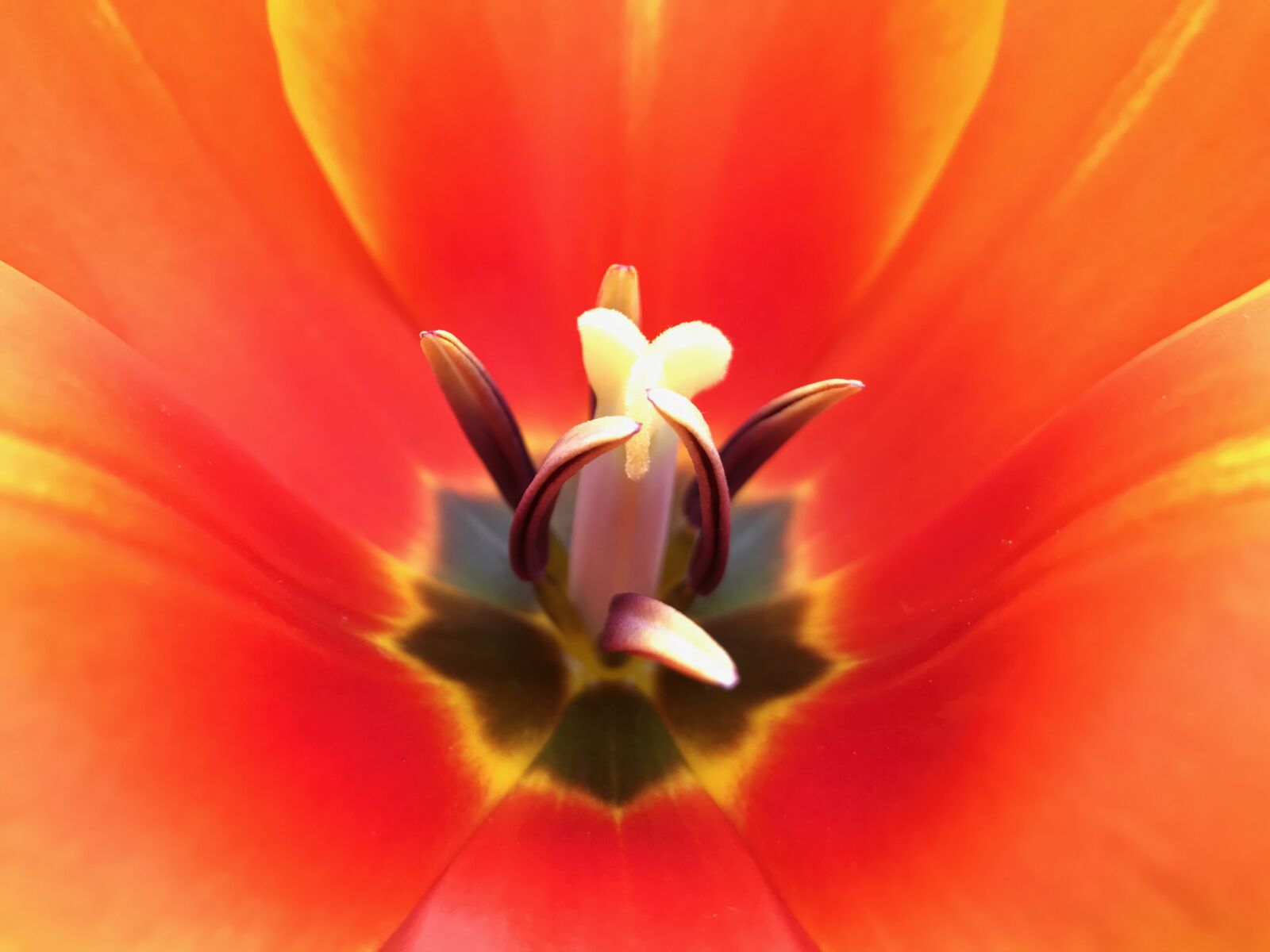Apple iPhone 7 sample photo. Orange, flower, garden photography