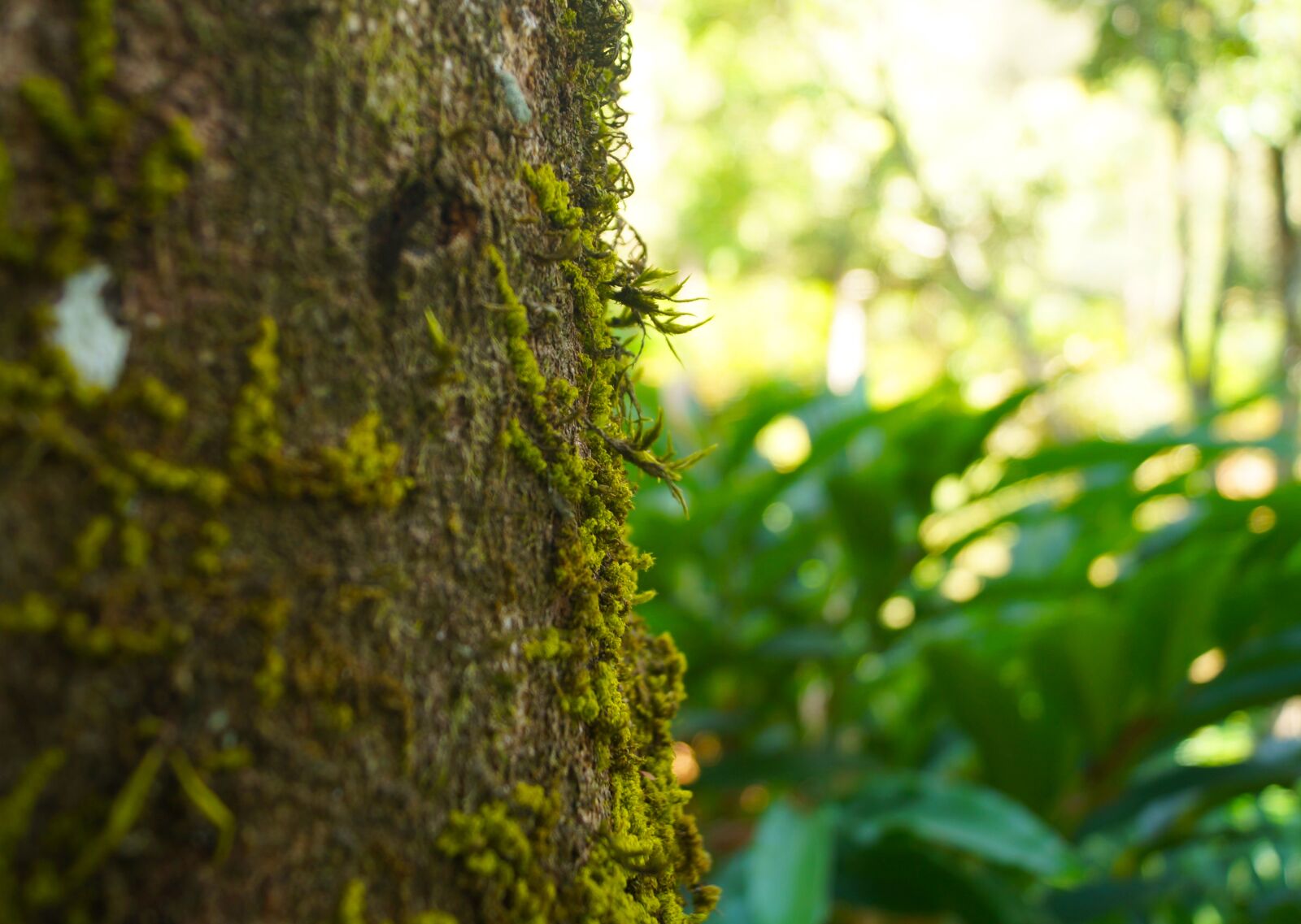 Sony SLT-A37 sample photo. Tree, stem, green photography