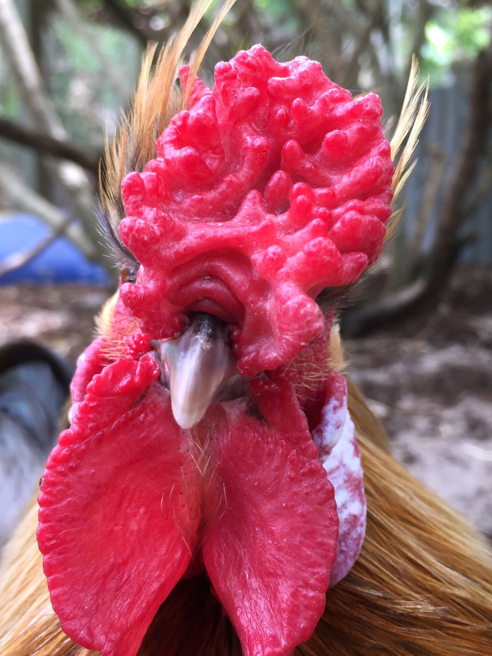 Apple iPhone 6 sample photo. Face, funny, hens photography