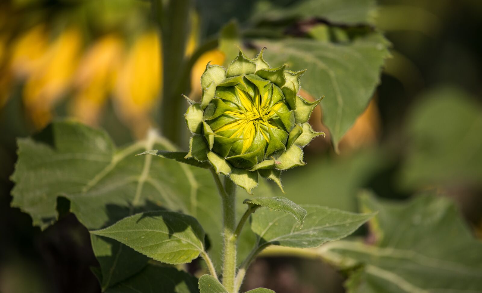 Canon EF-S 55-250mm F4-5.6 IS STM sample photo. Sunflower, bud, plant photography