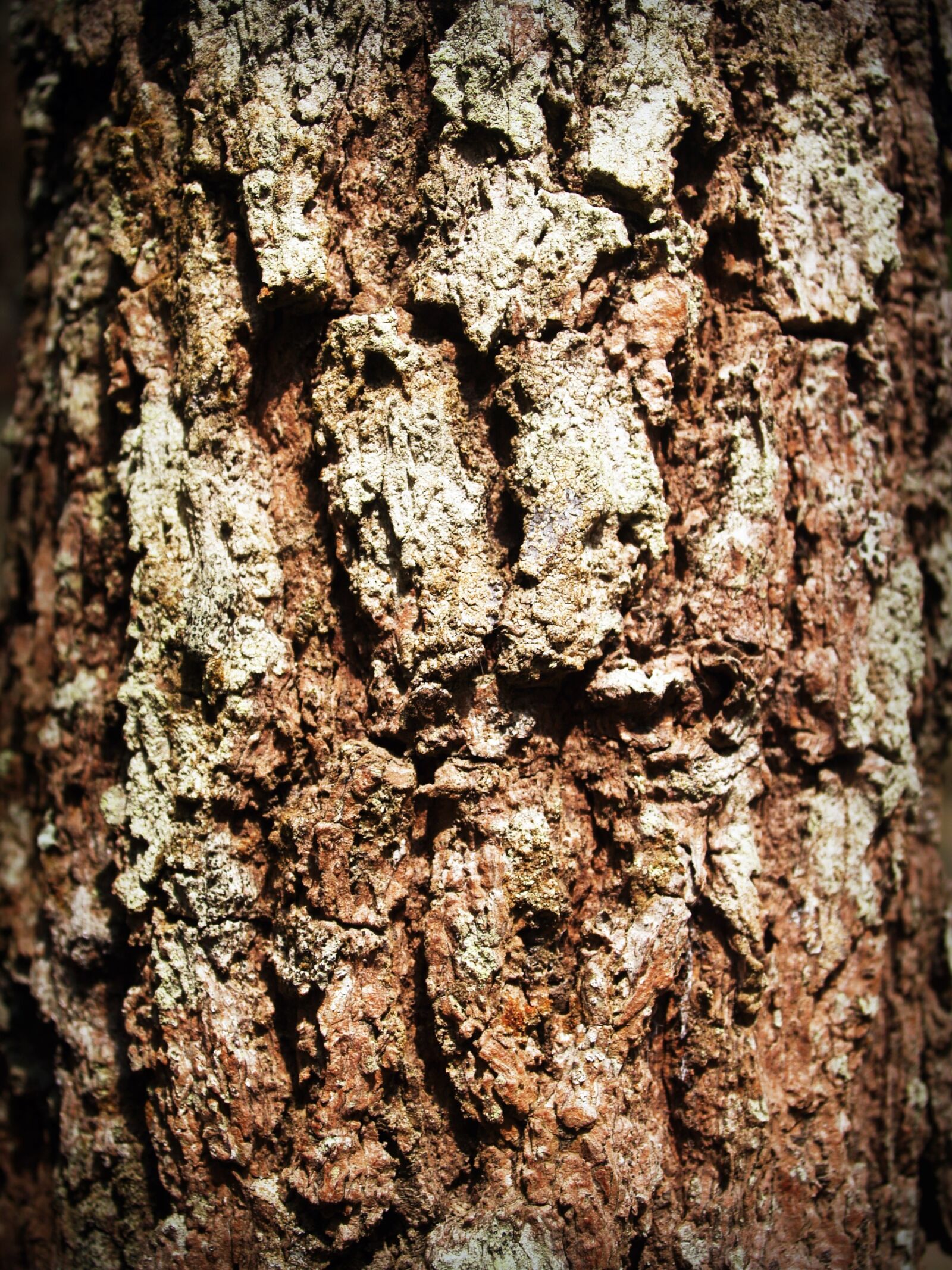 Olympus E-300 (EVOLT E-300) sample photo. Bark, tree, wood photography