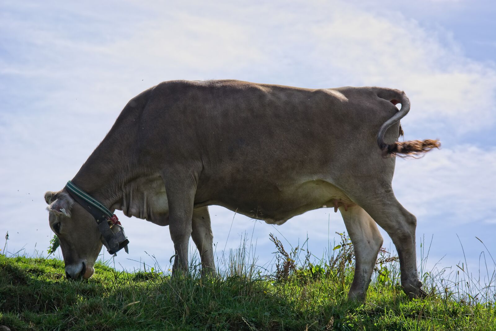 Nikon D7100 sample photo. Almkuh, cow, graze photography