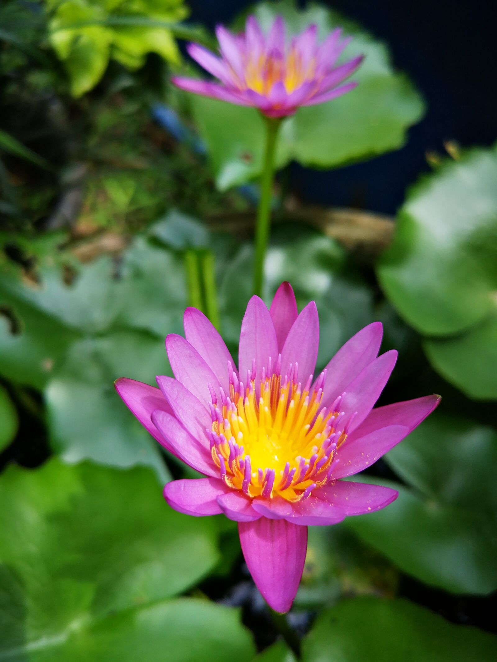 HUAWEI P20 sample photo. Flowers, nature, bloom photography