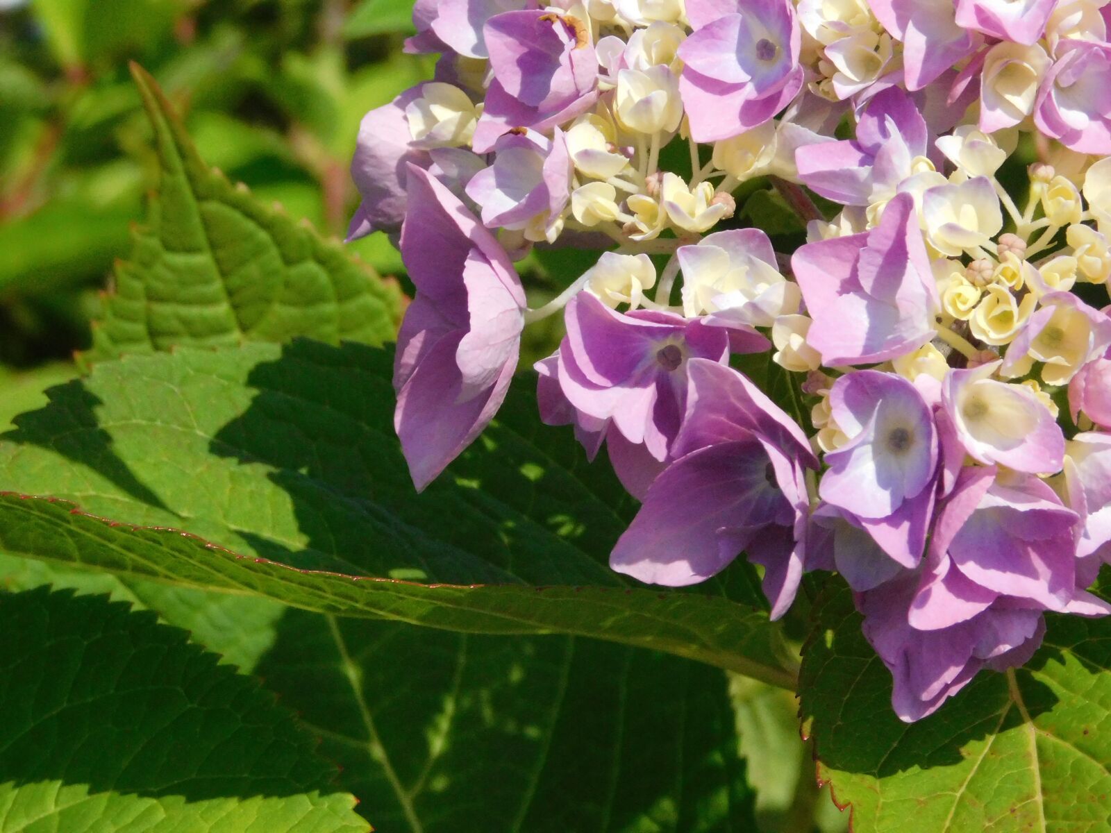 Nikon Coolpix B500 sample photo. Hydrangea, flower, bloom photography
