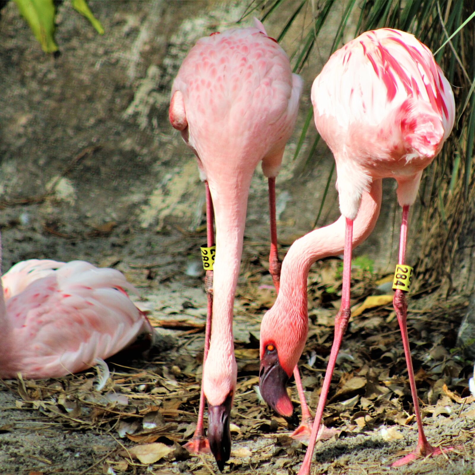 EF75-300mm f/4-5.6 sample photo. Flamingoes, birds, pink photography