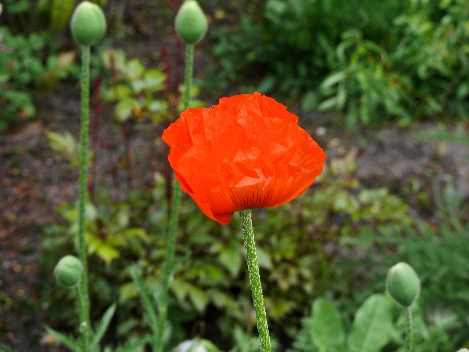 Panasonic DMC-FZ50 sample photo. Poppy, orange, red photography