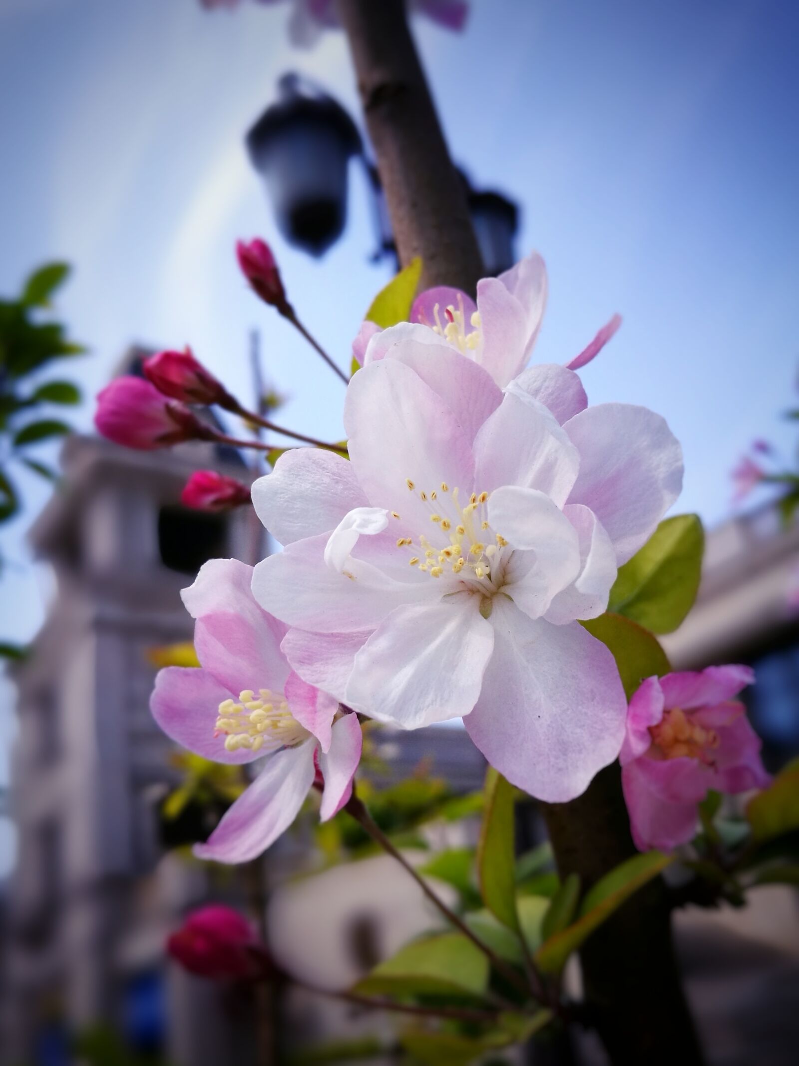 HUAWEI P9 sample photo. Flower, plant, nature photography