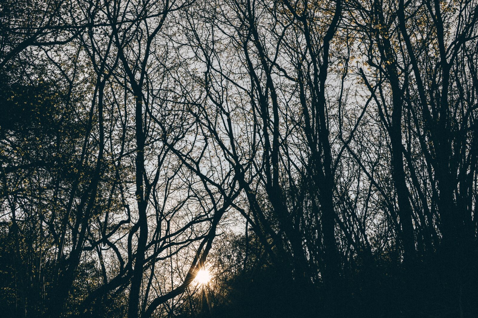 Nikon D3200 sample photo. Branch, cold, dawn photography
