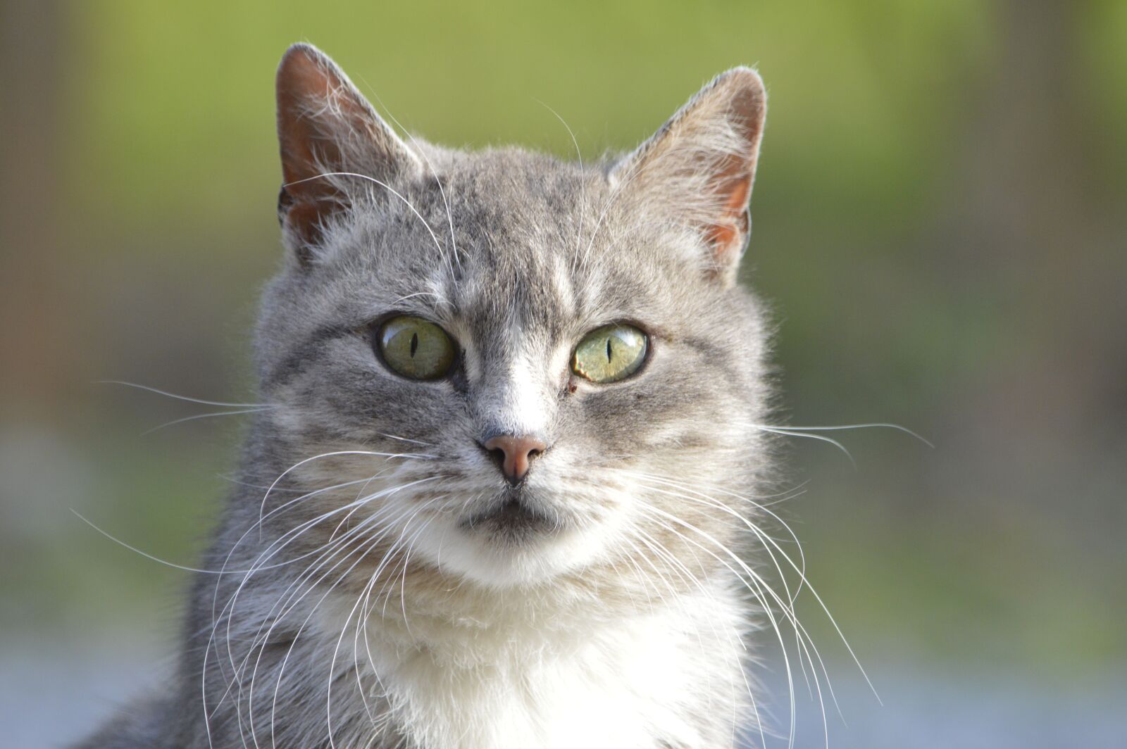 Nikon D3200 sample photo. Cat, pet, animal photography