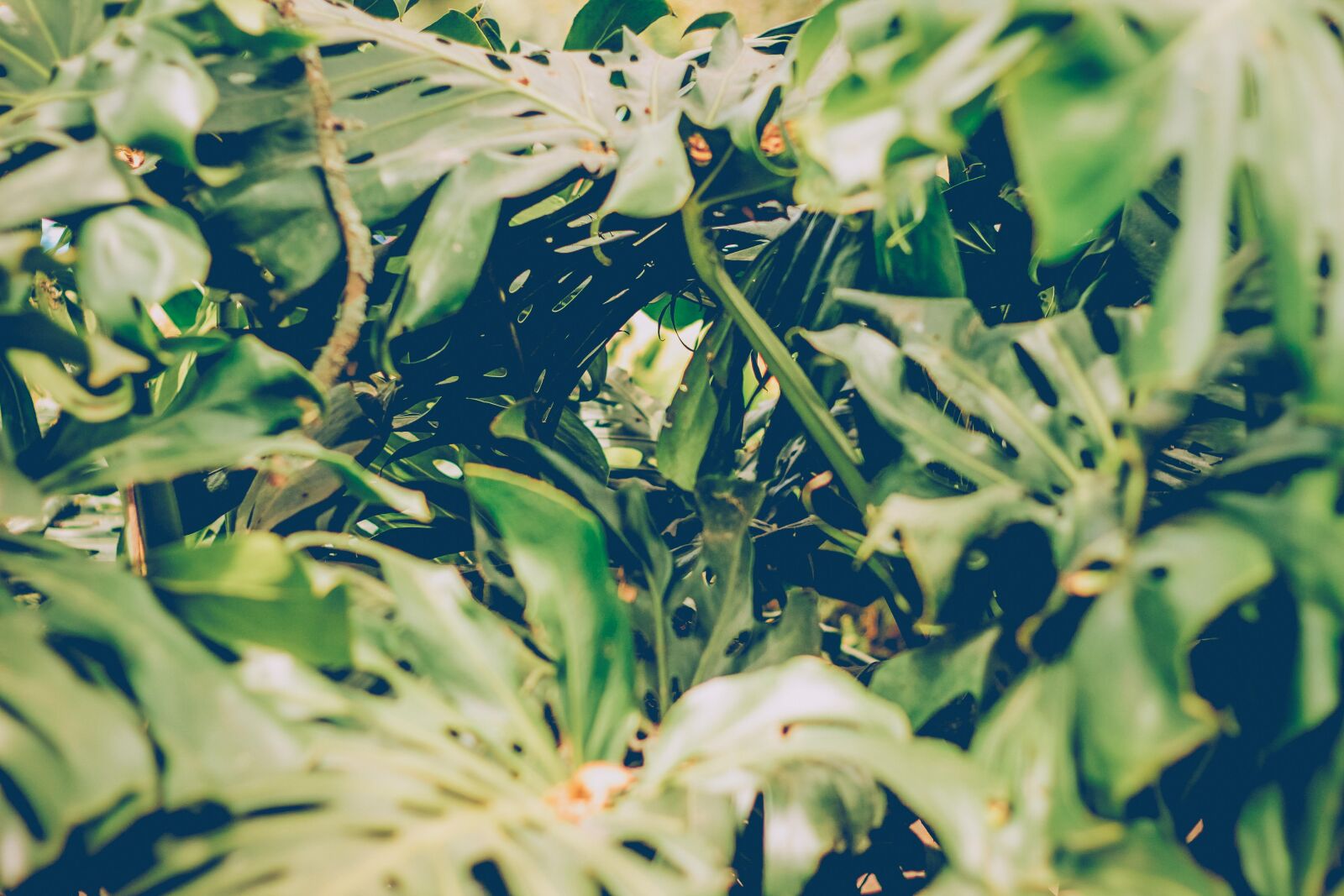 Canon EOS 60D + Canon EF 50mm F1.8 II sample photo. Natural, naturaleza, tropical, verde photography