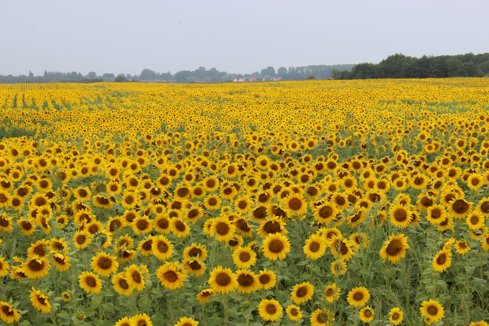 Canon EOS 600D (Rebel EOS T3i / EOS Kiss X5) sample photo. Sunflower, field, landscape photography