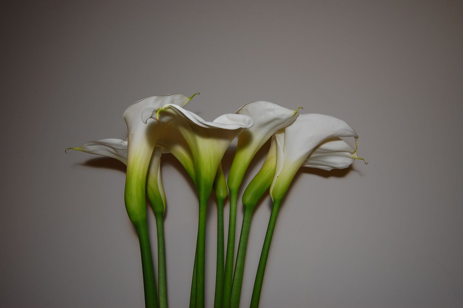 Nikon D40 sample photo. Lily, peace, peace lily photography