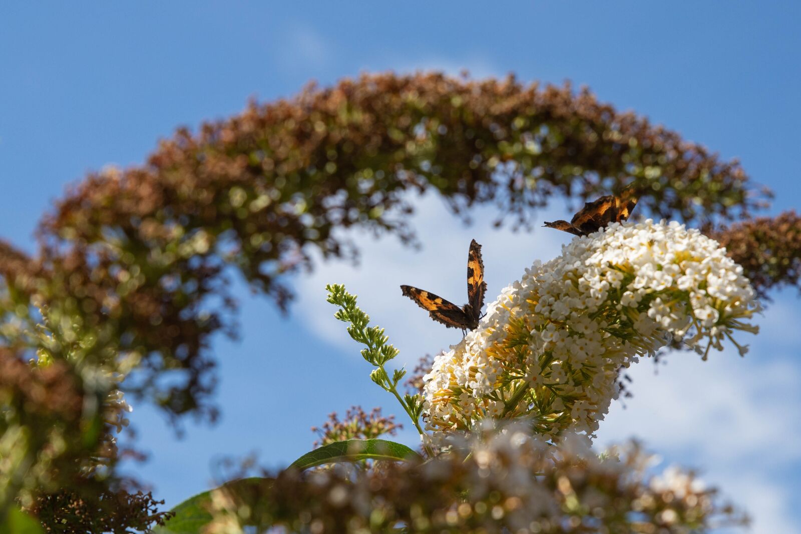 Canon EOS 6D Mark II sample photo. Butterfly, butterfly bush, bug photography
