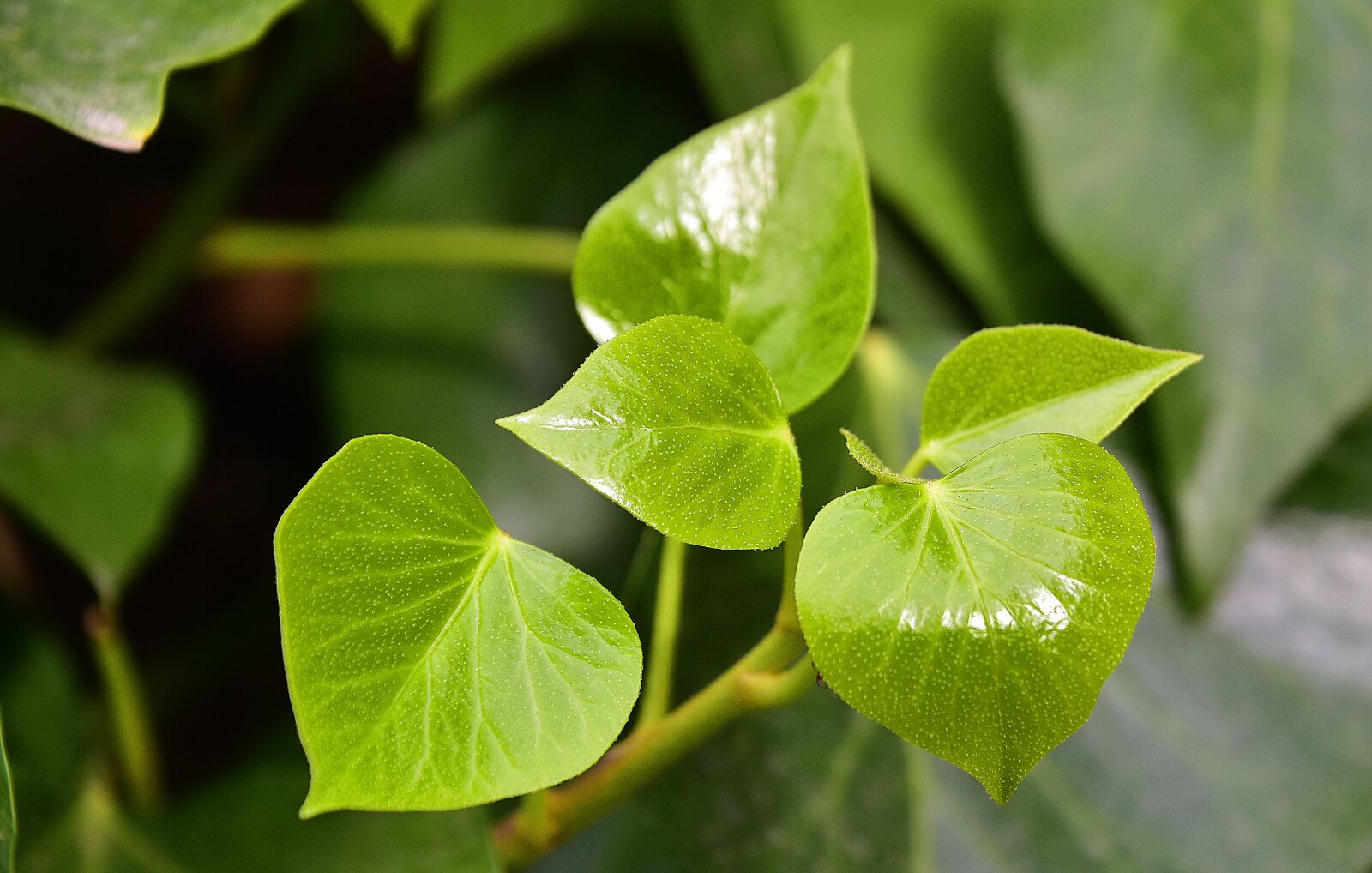 Nikon D7200 sample photo. Leaves, flowers, garden photography