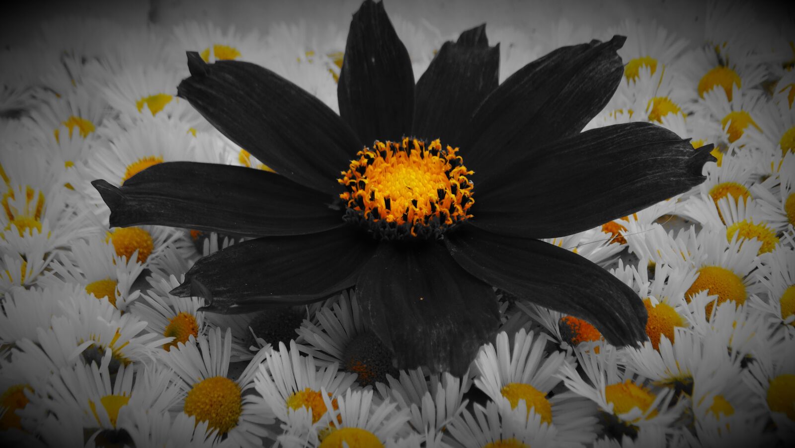Sony Cyber-shot DSC-HX300 sample photo. Flower, summer, spring photography