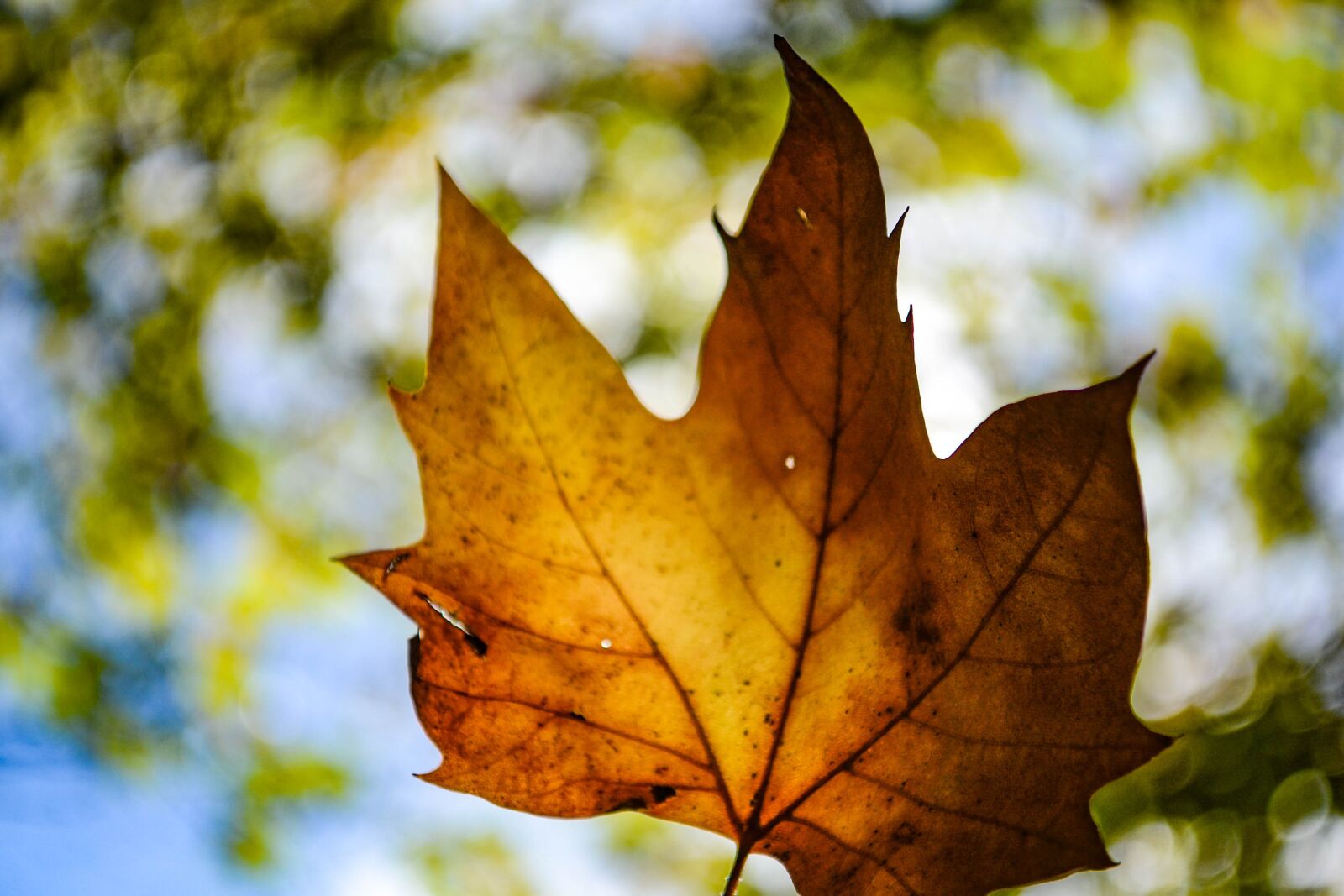Nikon D3100 sample photo. Fall, autumn, leaves photography