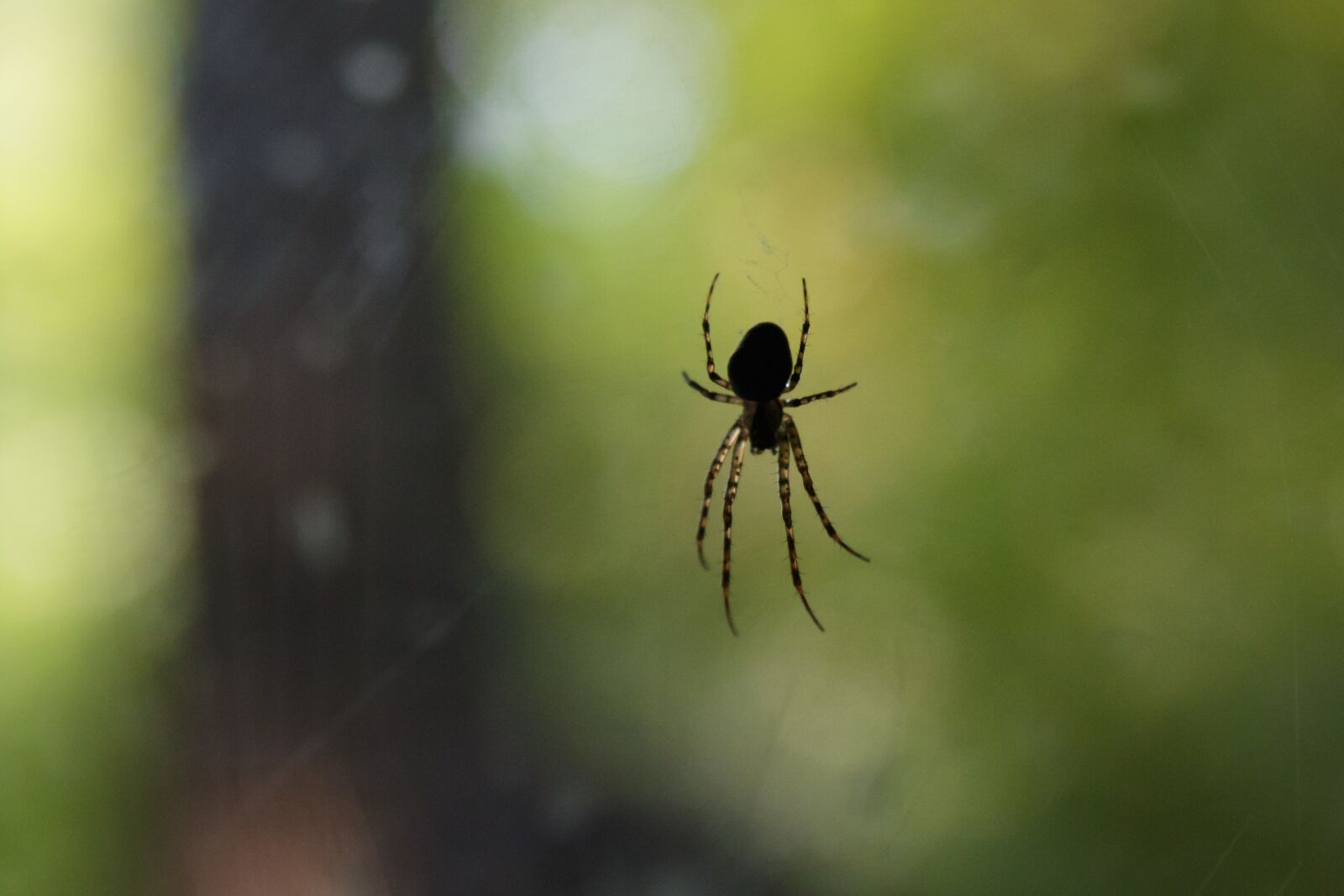 Canon EOS 70D sample photo. Spider, animal, insect photography