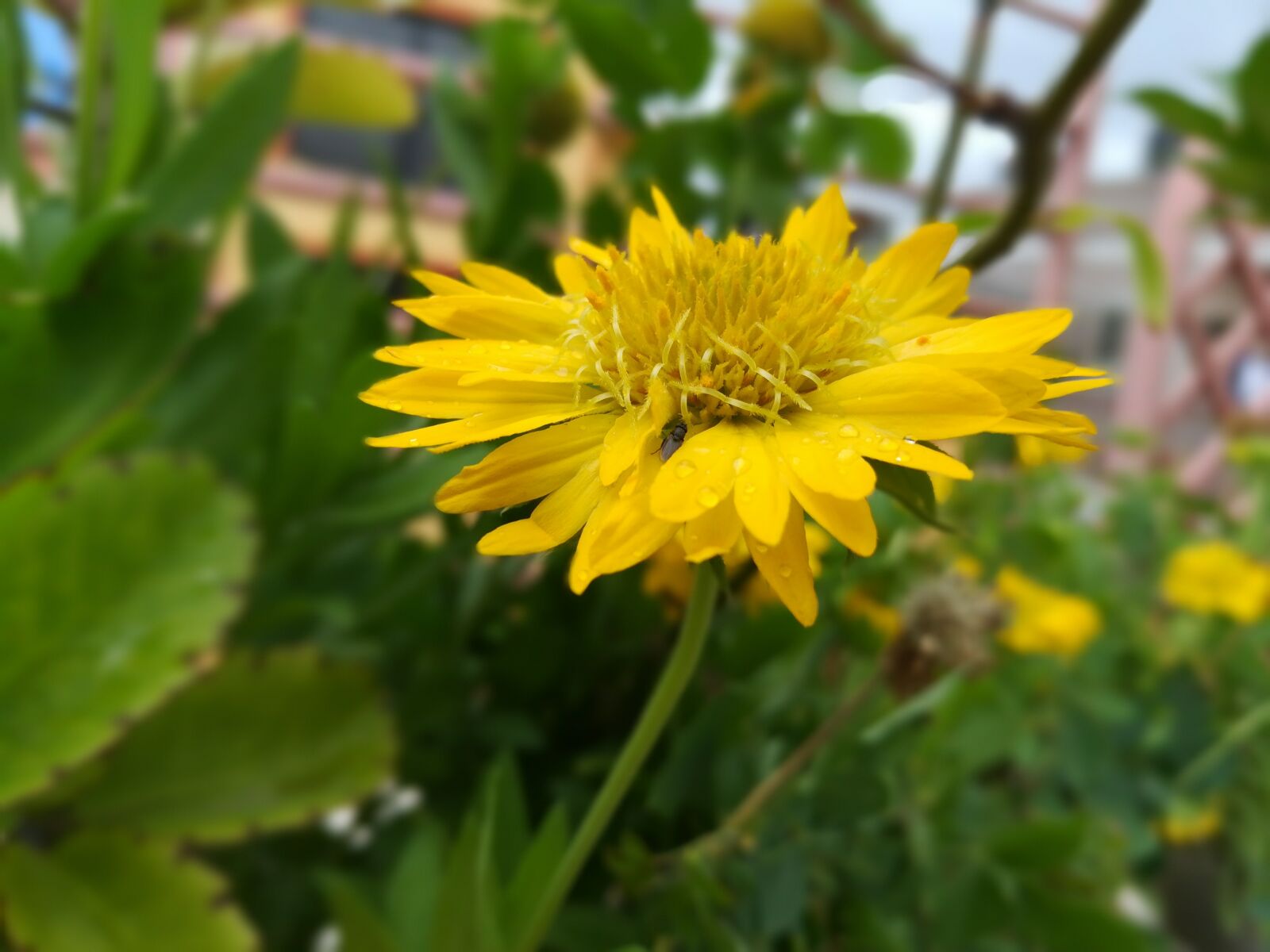 HUAWEI honor 6x sample photo. Yellow flower, shiny flower photography