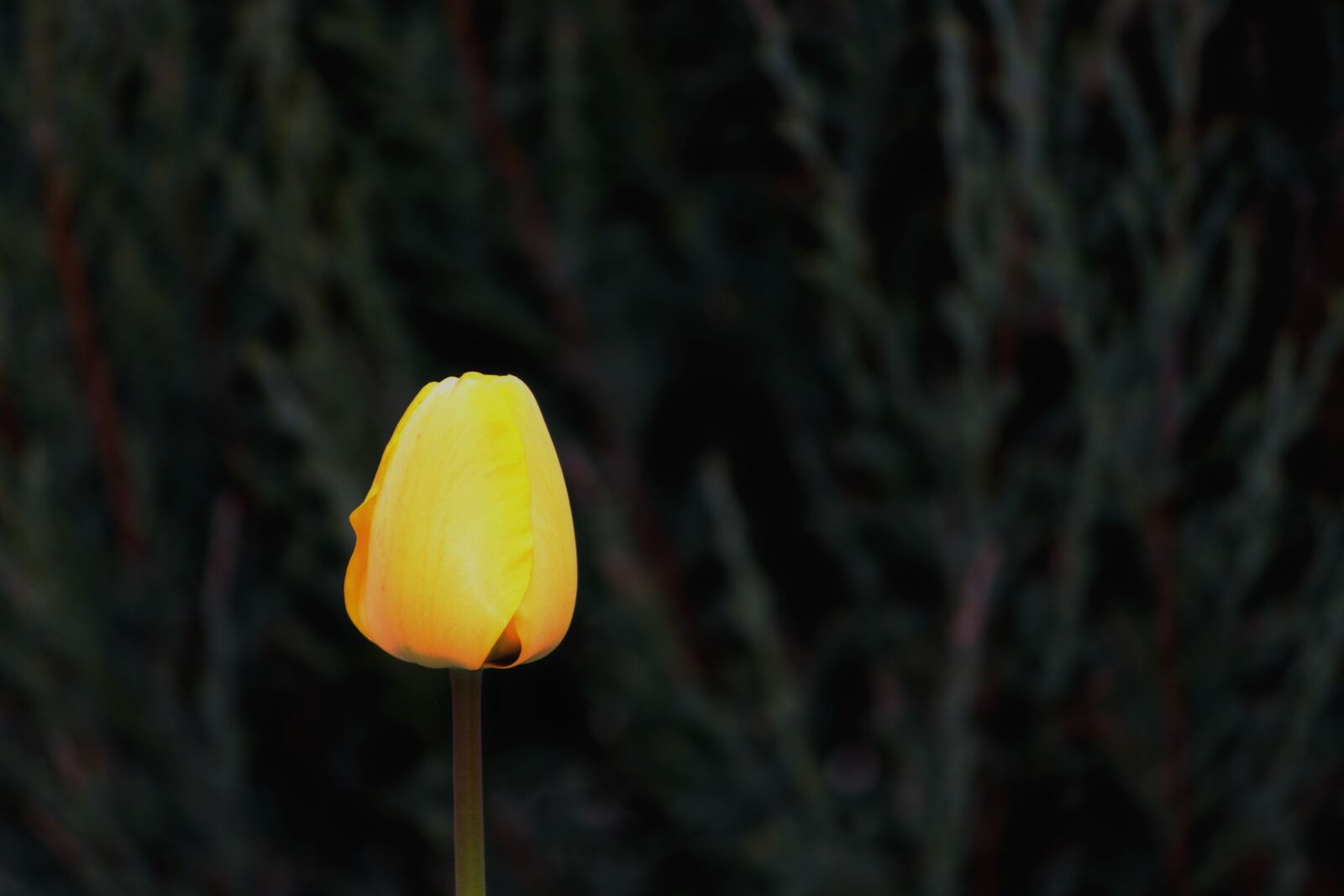 Canon EOS 1100D (EOS Rebel T3 / EOS Kiss X50) sample photo. Tulip, blossom, bloom photography