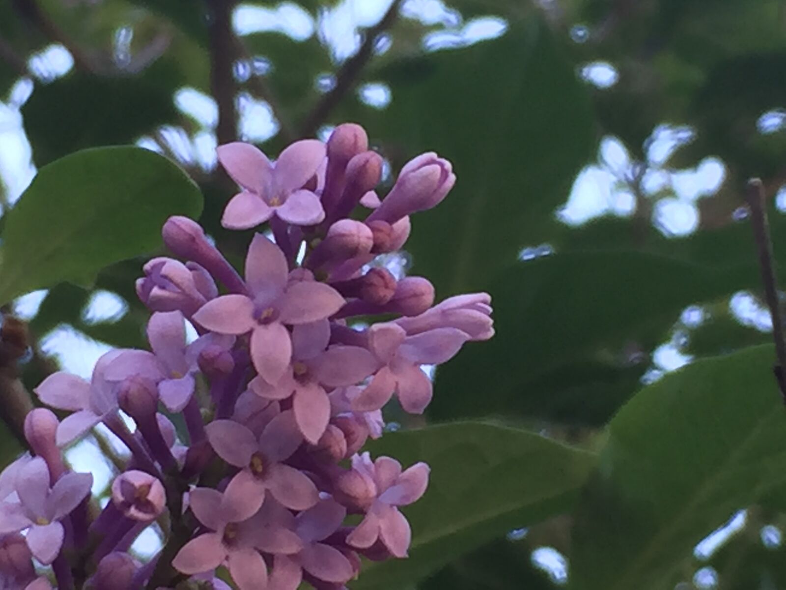 Apple iPhone 6 sample photo. Flower, flowers, floral photography