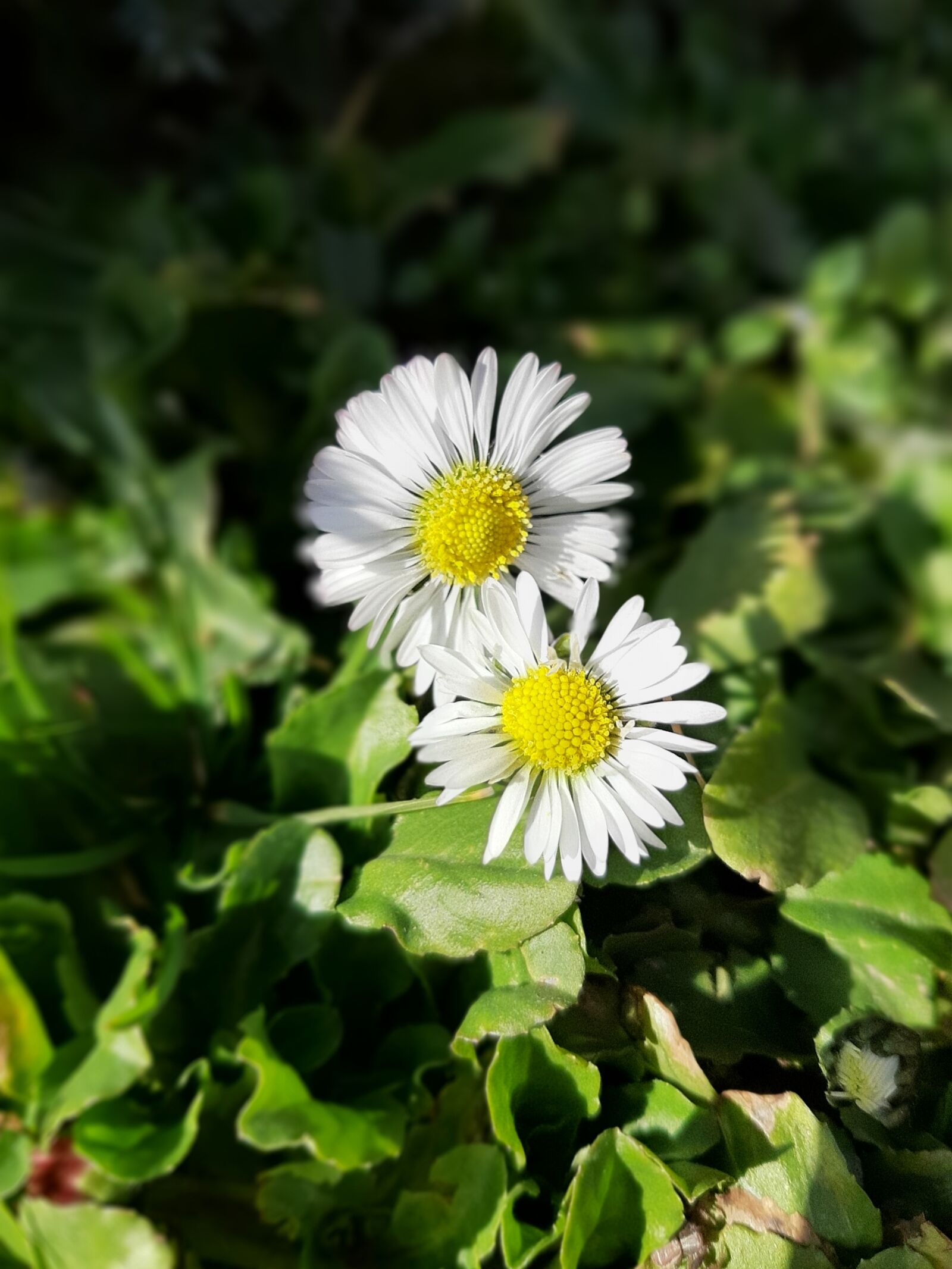 Samsung Galaxy A50 sample photo. Stokrotka, kwiatek, wiosna photography