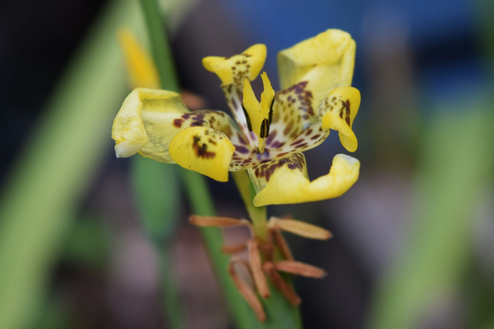 Nikon D3300 sample photo. Yellow blossom, bloom, blossom photography