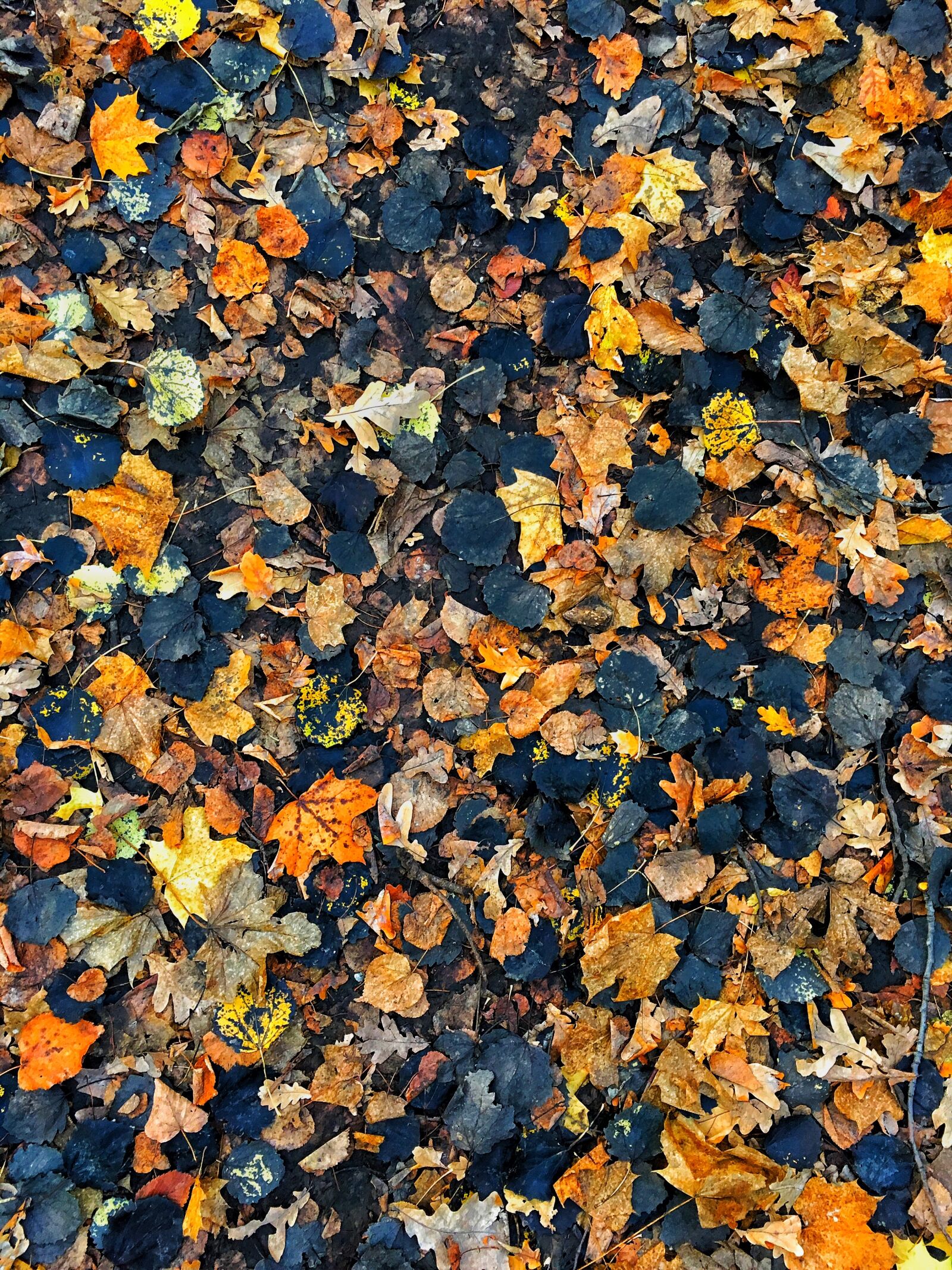 Apple iPhone 6s sample photo. Autumn, autumn leaves, background photography