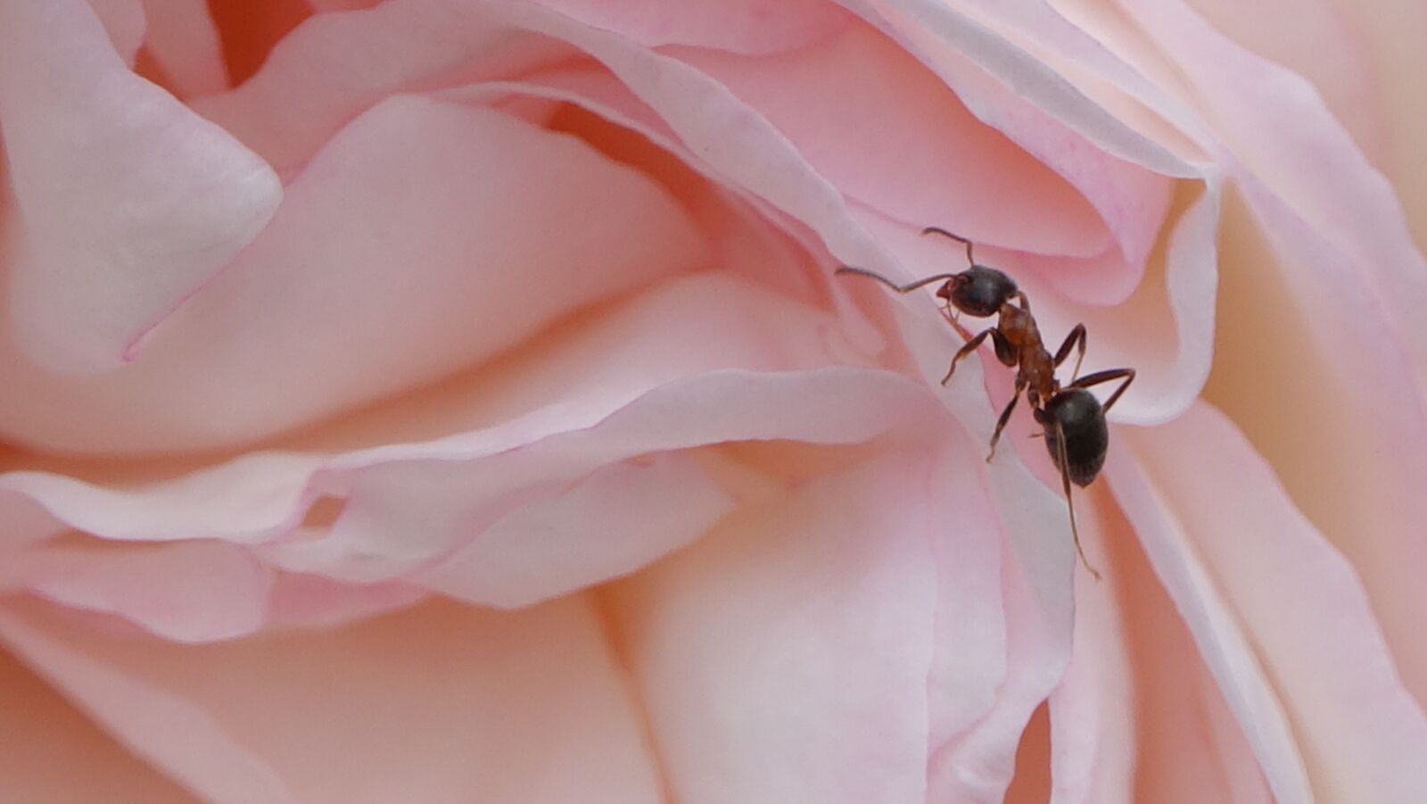 Sony Cyber-shot DSC-RX10 III sample photo. Ant, pink, nature photography