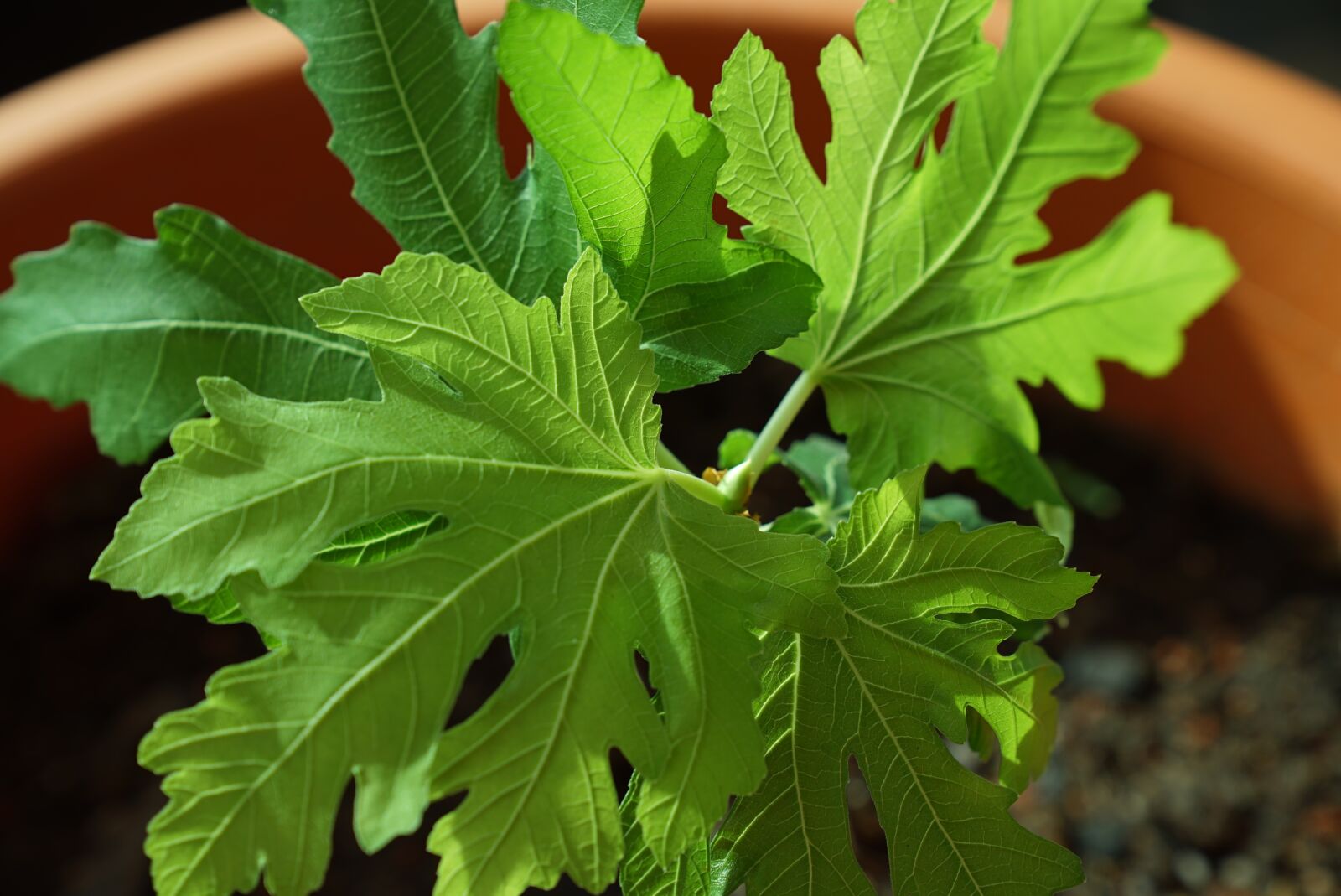 Sony a7S + Sony FE 24-70mm F2.8 GM sample photo. Fig, plantings, common fig photography