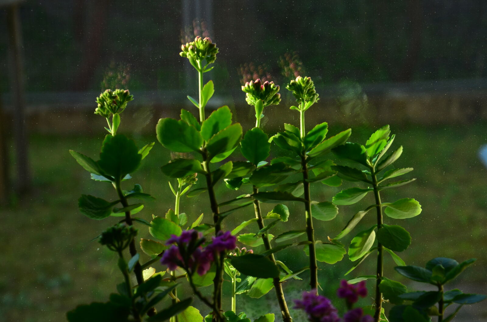 Nikon D5100 sample photo