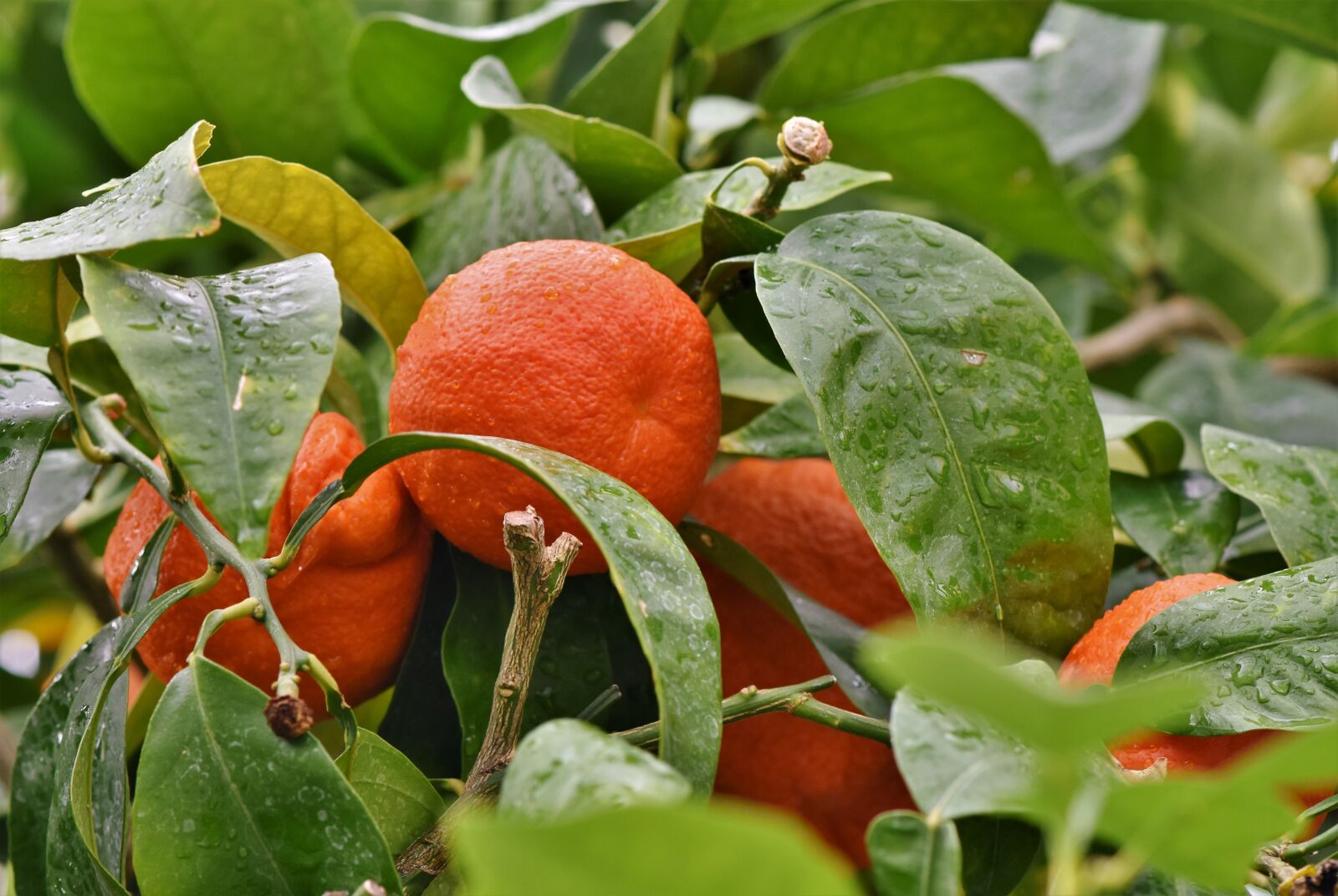 Nikon D7200 sample photo. Orange, orange tree, citrus photography