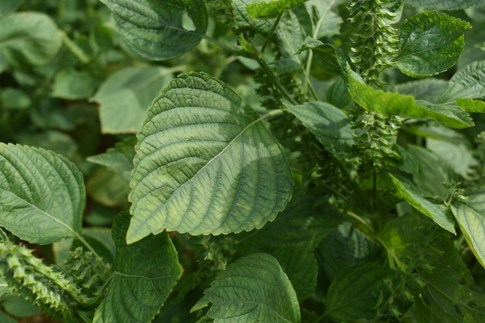 Nikon D750 sample photo. Perilla, perilla leaves, sesame photography