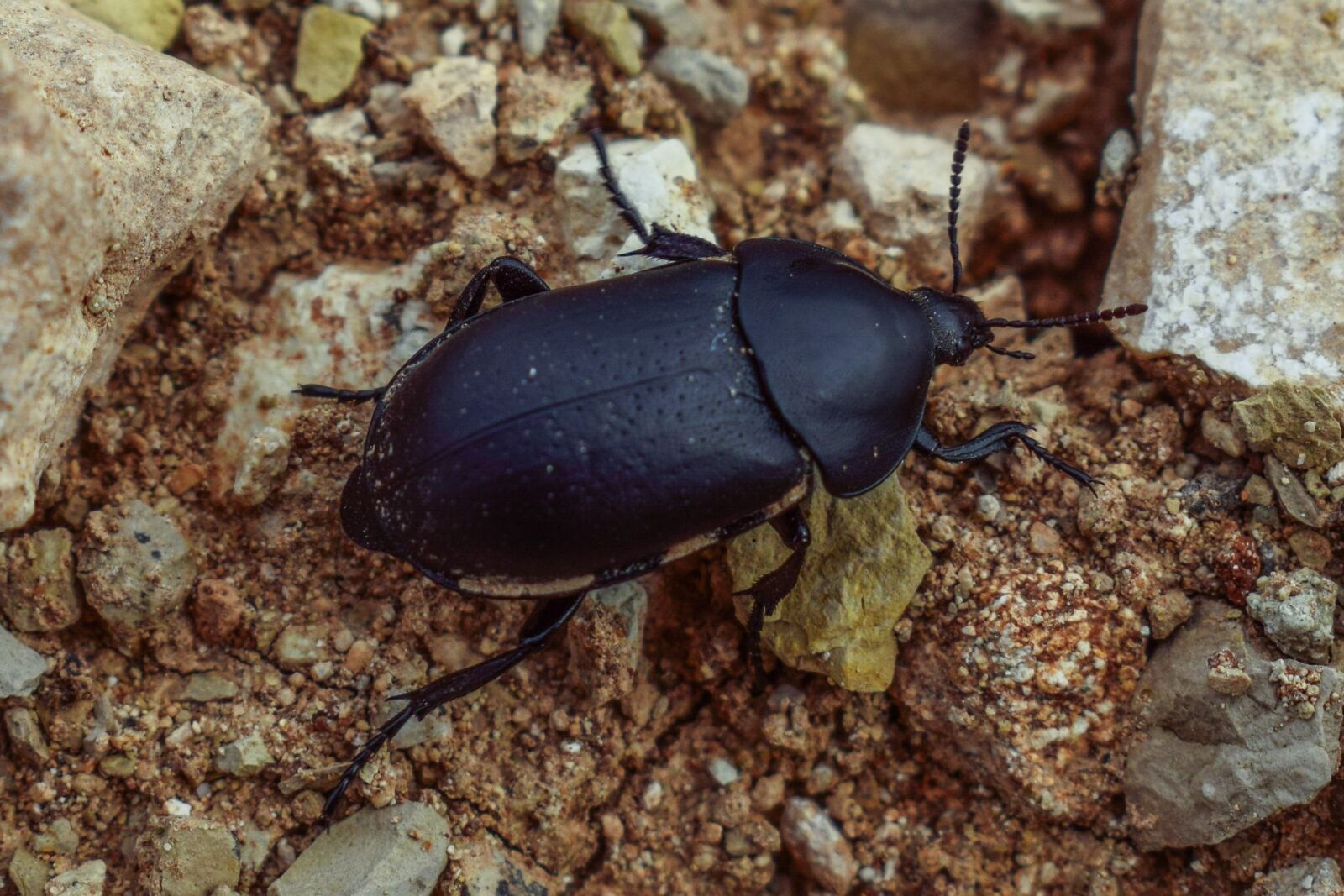 Nikon D3300 sample photo. Beetle, black, invertebrate photography