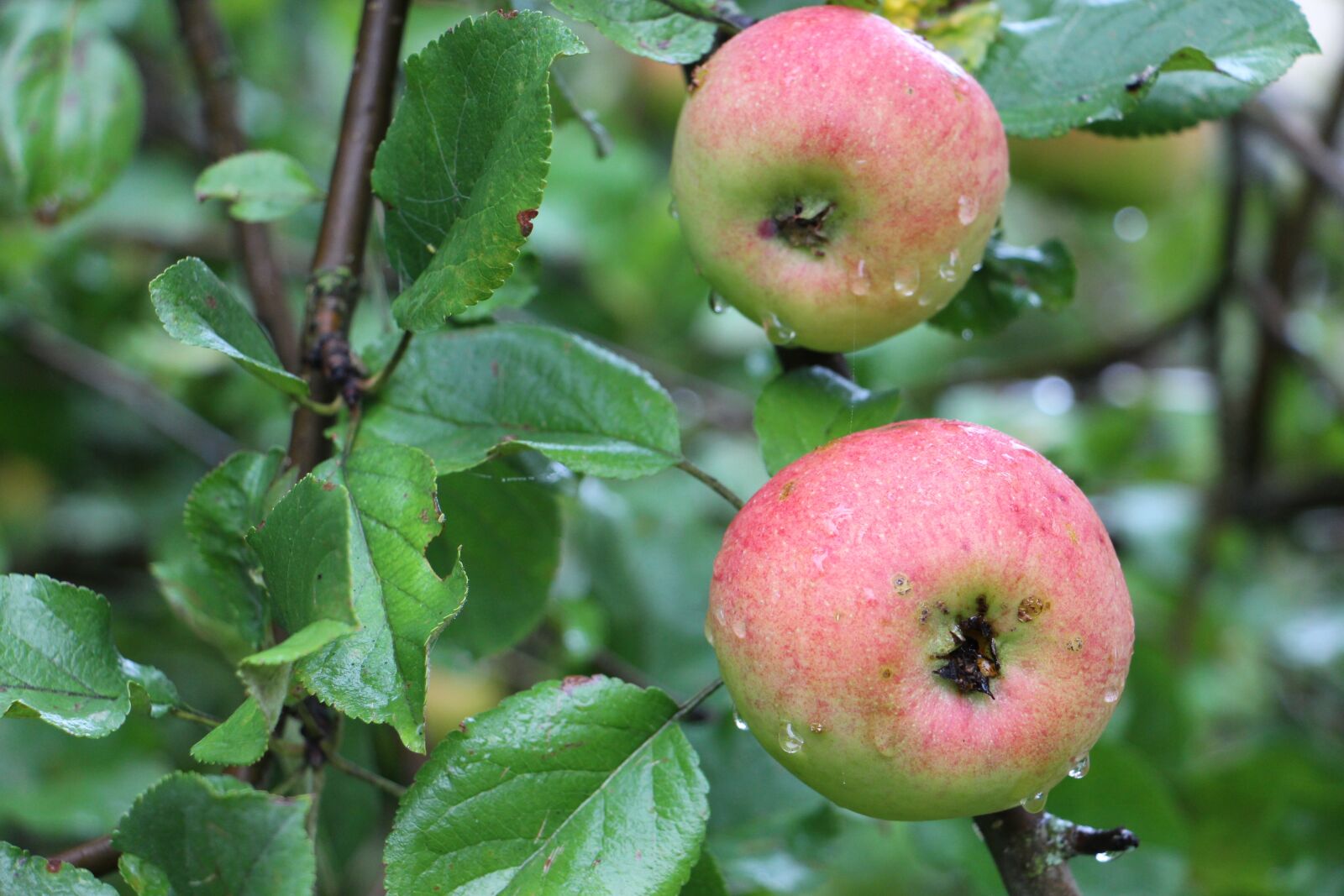 Canon EOS 700D (EOS Rebel T5i / EOS Kiss X7i) sample photo. Apple, tree, apples photography