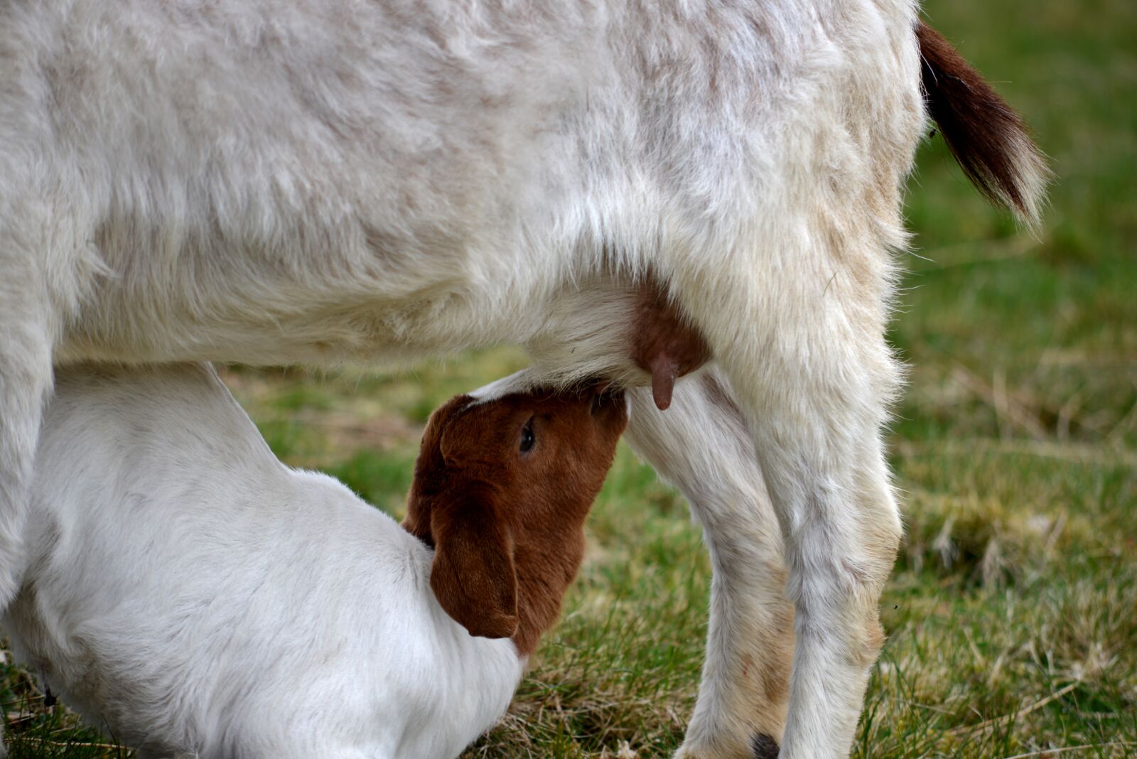 Nikon D600 sample photo. Kid, suckle, milk photography