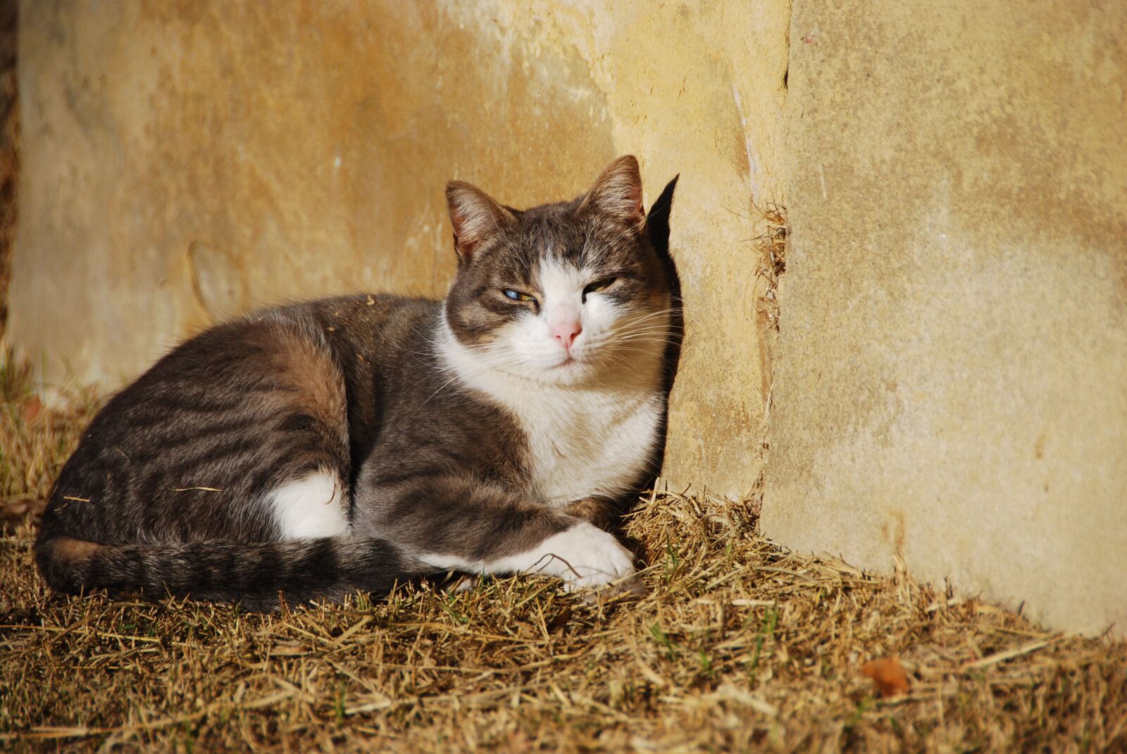 Nikon D80 sample photo. Cat, wall, animal photography
