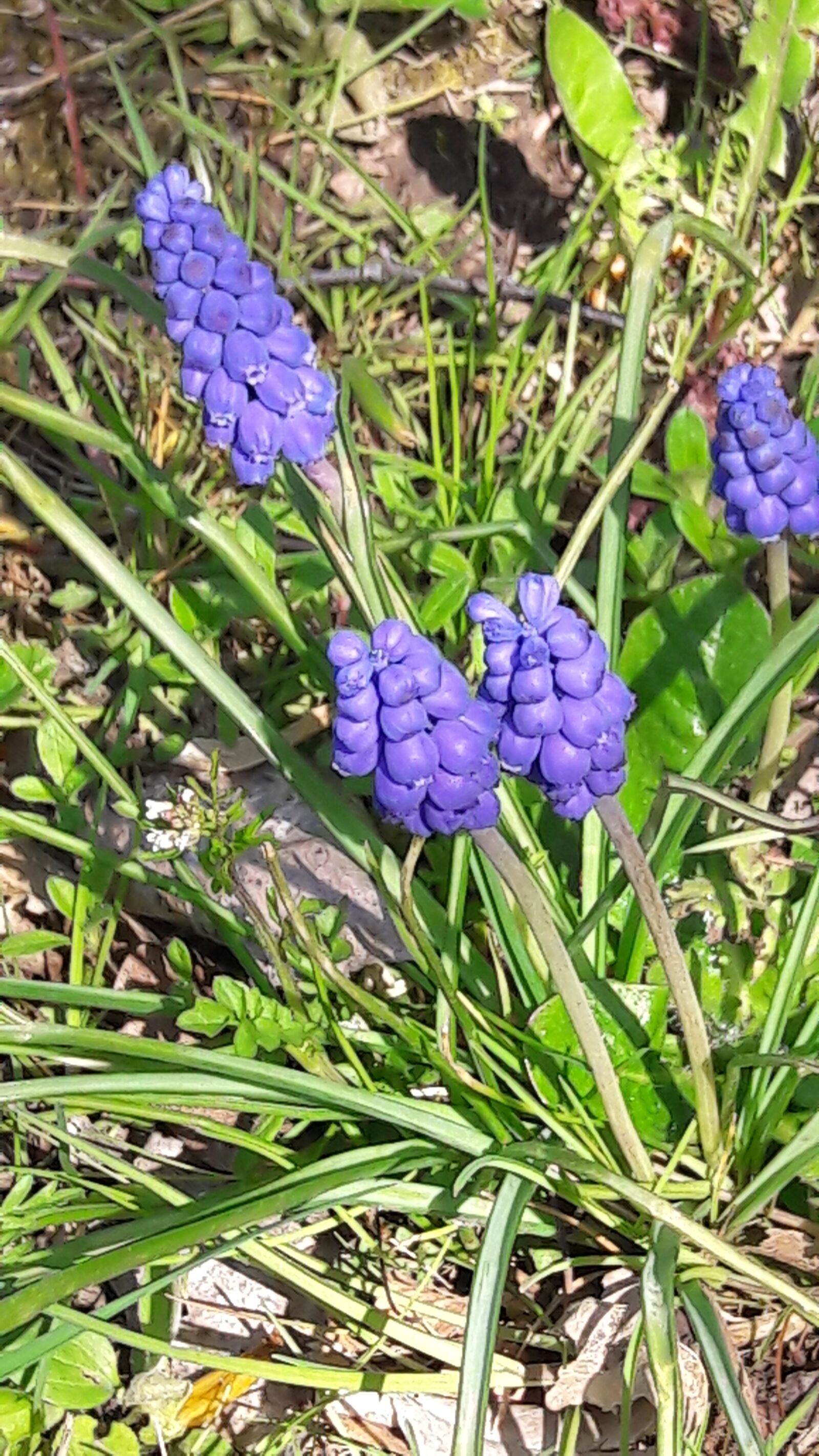 Samsung Galaxy A5(2016) sample photo. Natur, pflanze, frühling photography
