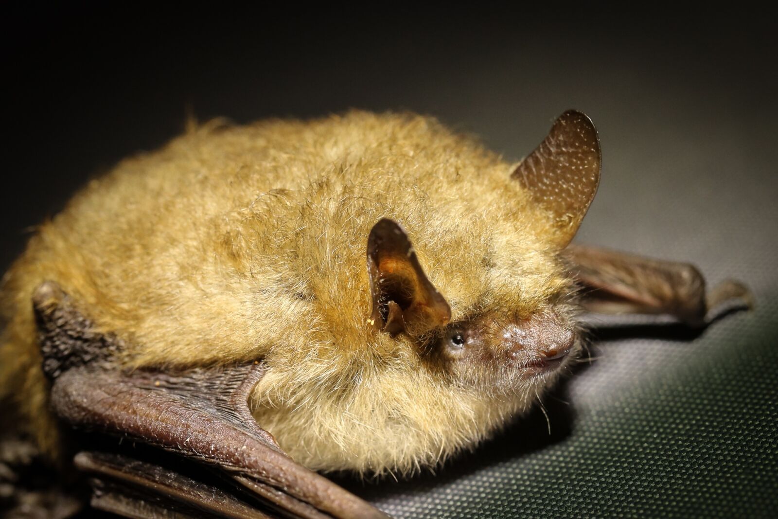 Canon EF 100mm F2.8L Macro IS USM sample photo. Bat, animal, bats photography