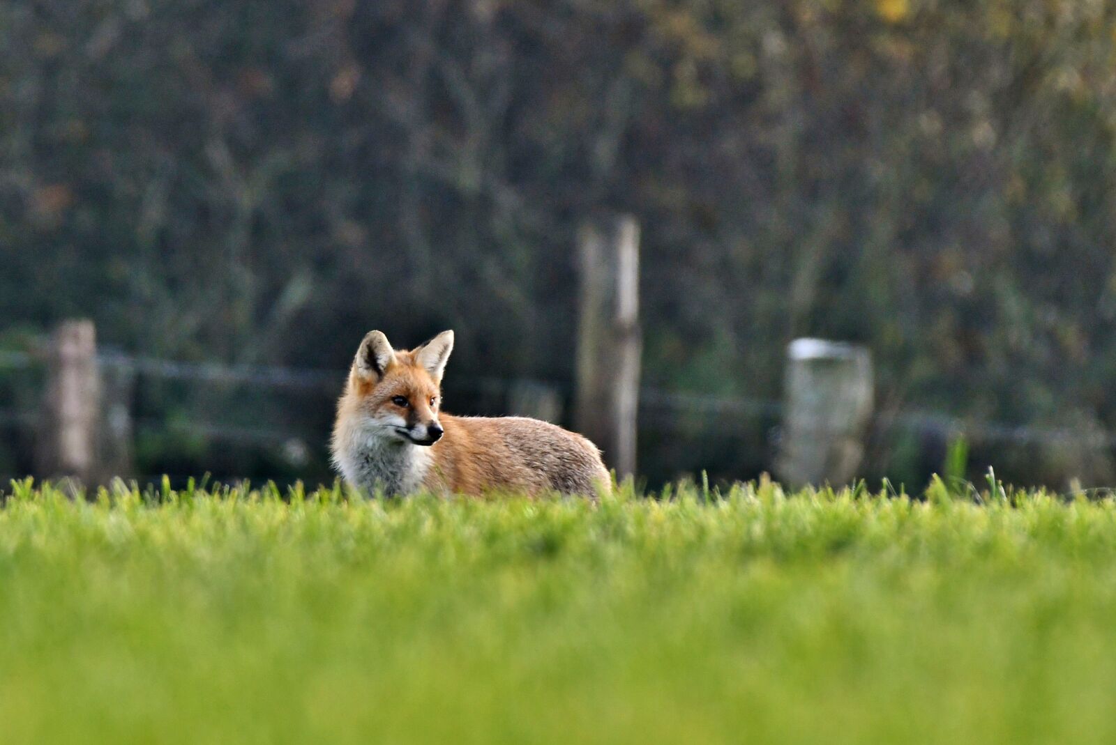 Nikon D500 sample photo. Fox, predator, wild photography