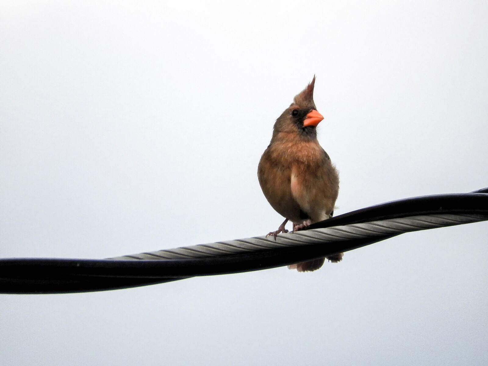 Nikon Coolpix P610 sample photo. Cardinal, female, redbird photography