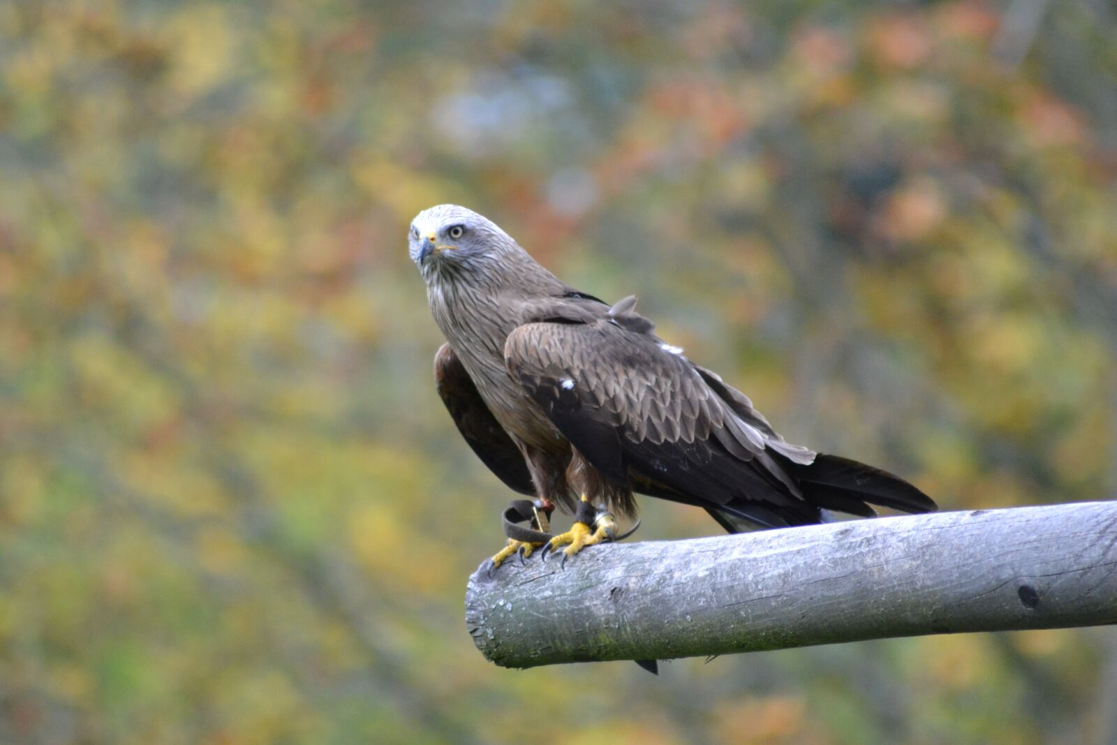 Nikon D3100 sample photo. Milan, wildlife park, bird photography