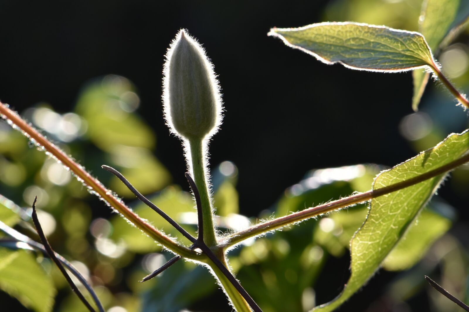 Nikon D5600 sample photo. Plant, bud, flower photography