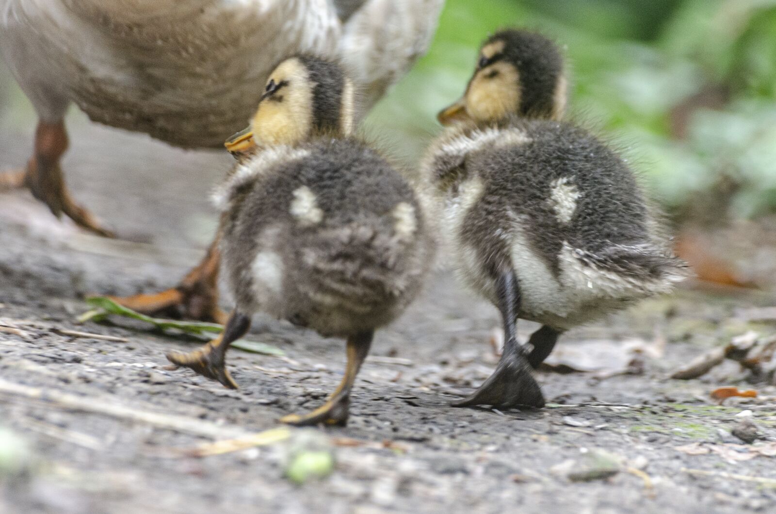 Nikon D7000 sample photo. Duckling, duck, ride photography