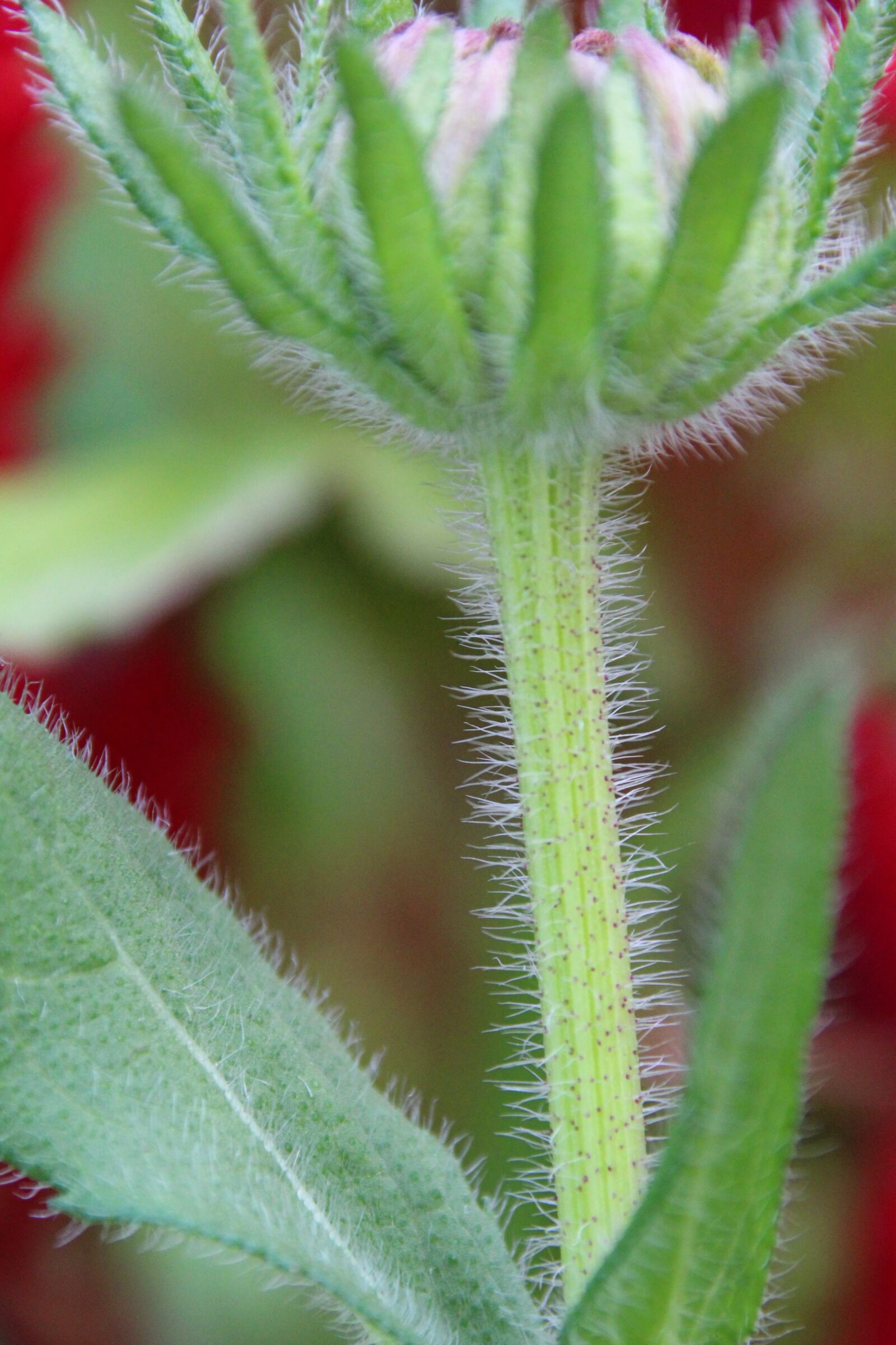Canon EOS 1200D (EOS Rebel T5 / EOS Kiss X70 / EOS Hi) sample photo. Stengel, green, plant photography