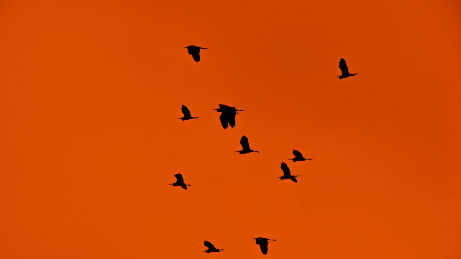 Canon PowerShot SX400 IS sample photo. Swarm, flock, birds photography