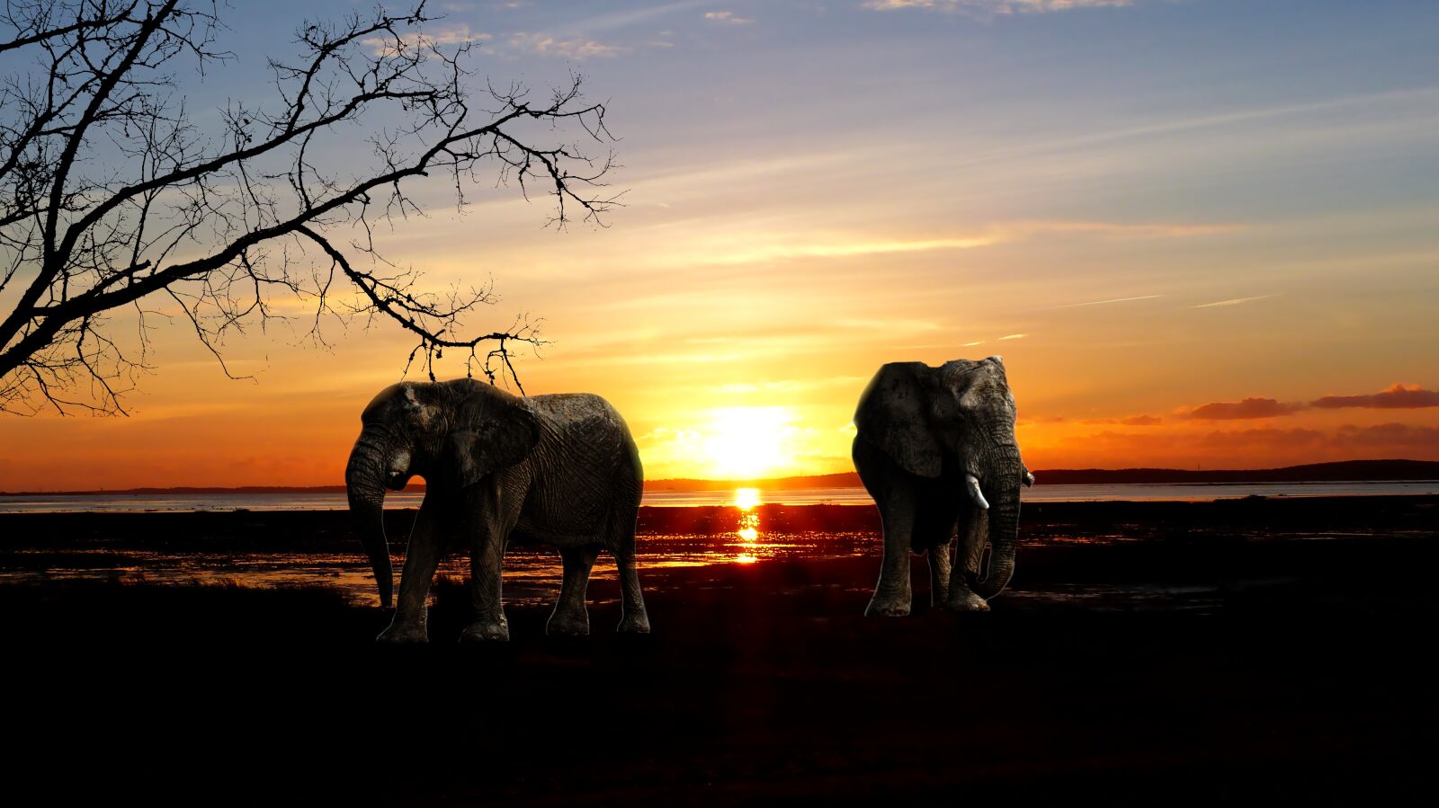 Panasonic Lumix DMC-FZ200 sample photo. Sunset, elephant, nature photography