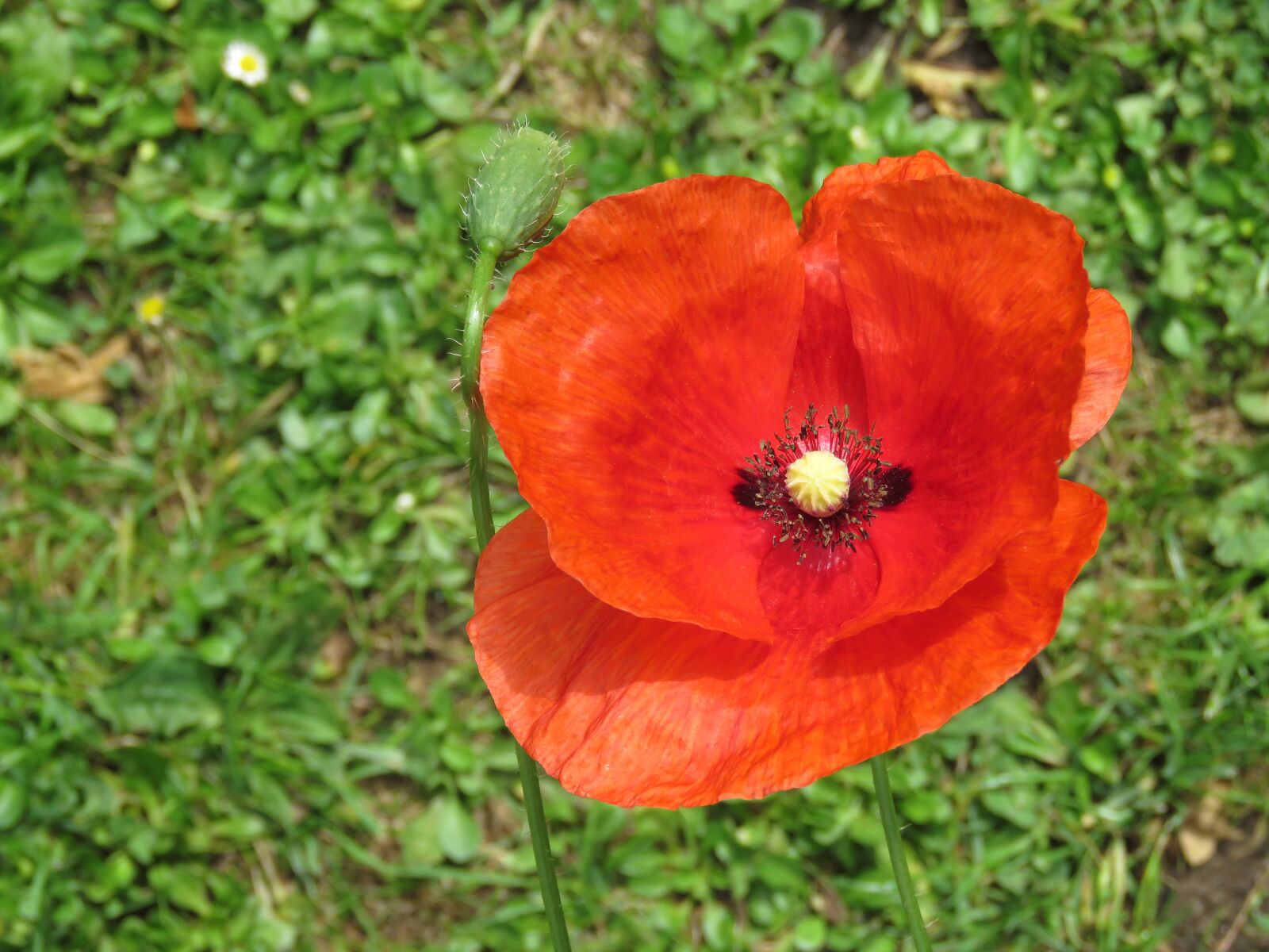 Canon PowerShot SX60 HS sample photo. Poppy, blossom, flower photography