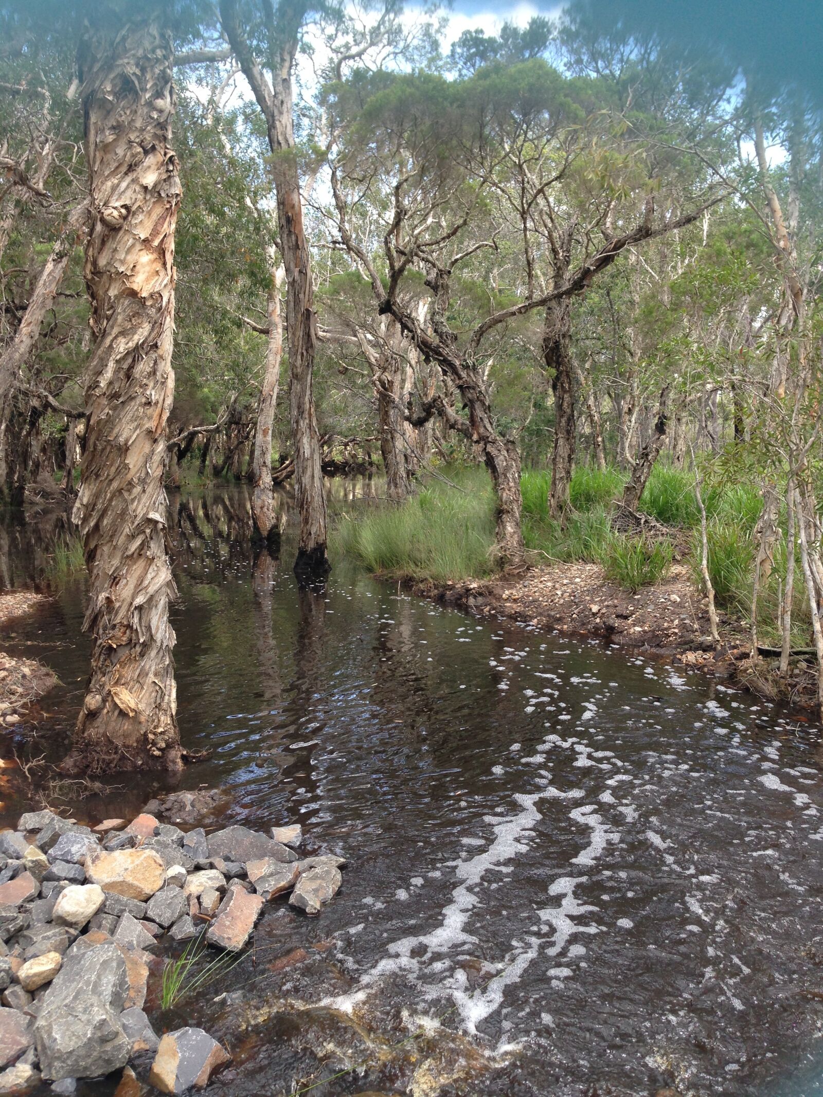 iPhone 5 back camera 4.12mm f/2.4 sample photo. Creek, nature, water photography