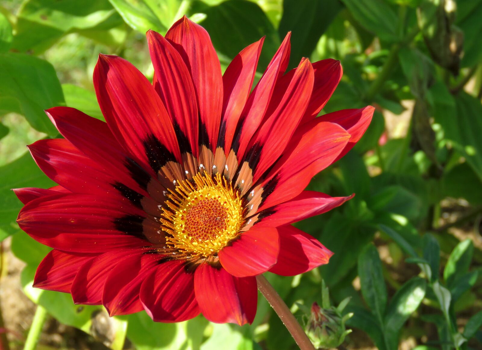 Canon PowerShot SX60 HS sample photo. A gazania, flower, bright photography
