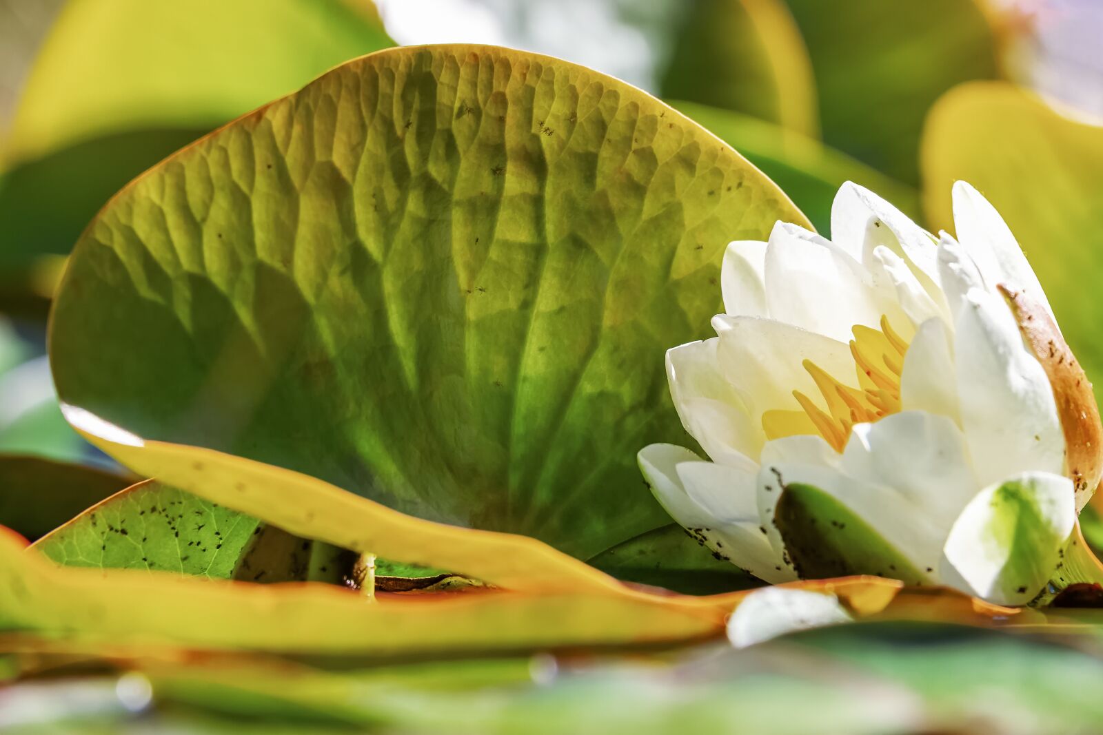 Fujifilm XF 55-200mm F3.5-4.8 R LM OIS sample photo. Water lily, flower, blossom photography